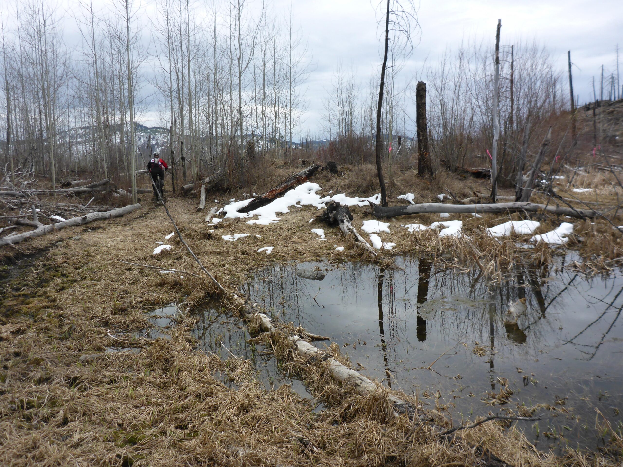 A person walking on a narrow path through a sparsely wooded area, surrounded by fallen logs and patches of snow. A small pond reflects the trees and sky, and there are signs of recent environmental restoration work visible with pink markers in the background. The overall atmosphere is quiet and natural, with a cloudy sky. Bluegrouse Ridge Trail mountain bike trail.