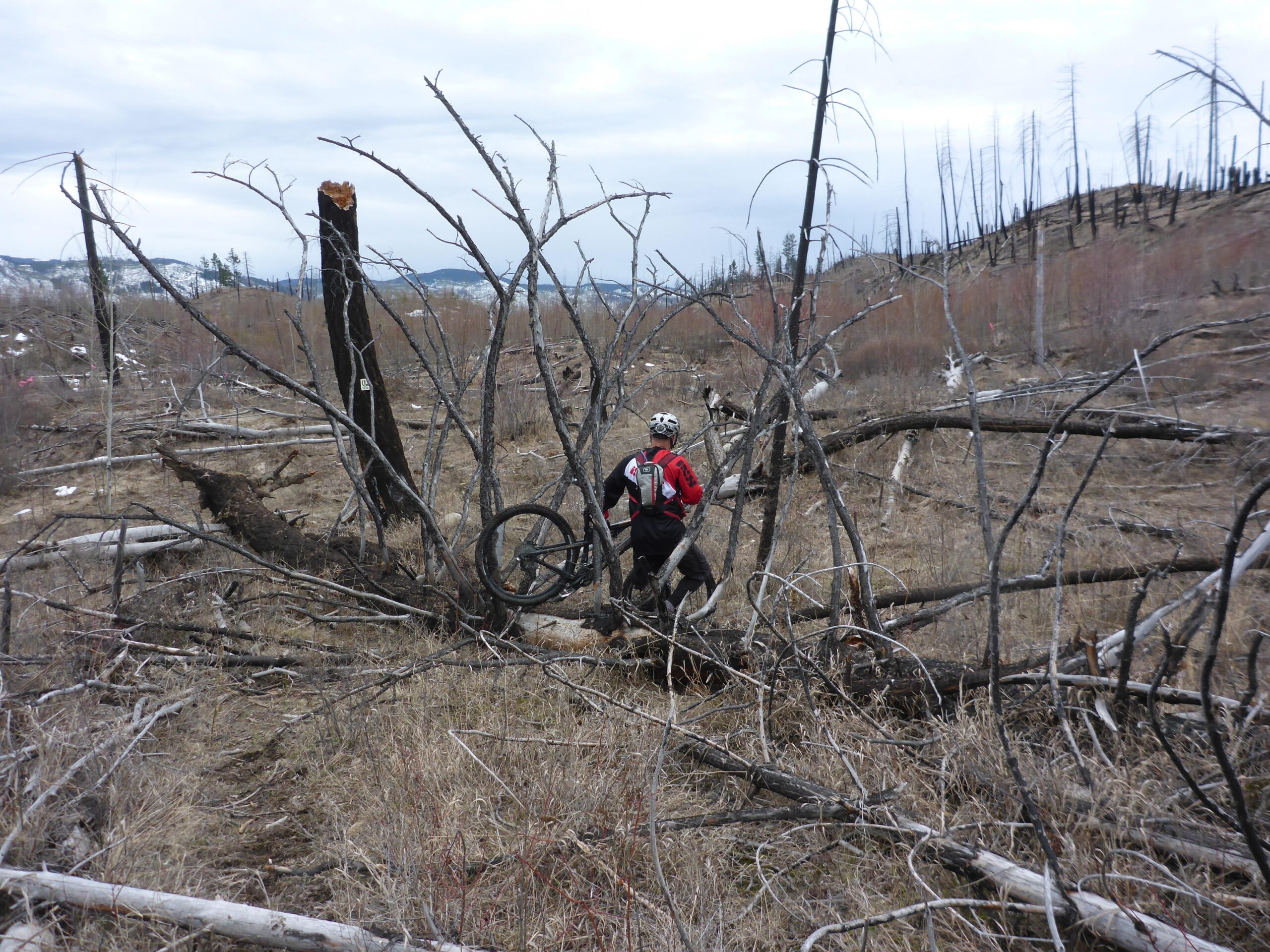 A mountain biker navigates through a rugged terrain filled with fallen trees and sparse vegetation in a post-wildfire landscape. The biker, wearing a helmet and a red backpack, is attempting to maneuver around branches in a cloudy environment with distant mountains visible in the background. Bluegrouse Ridge Trail mountain bike trail.