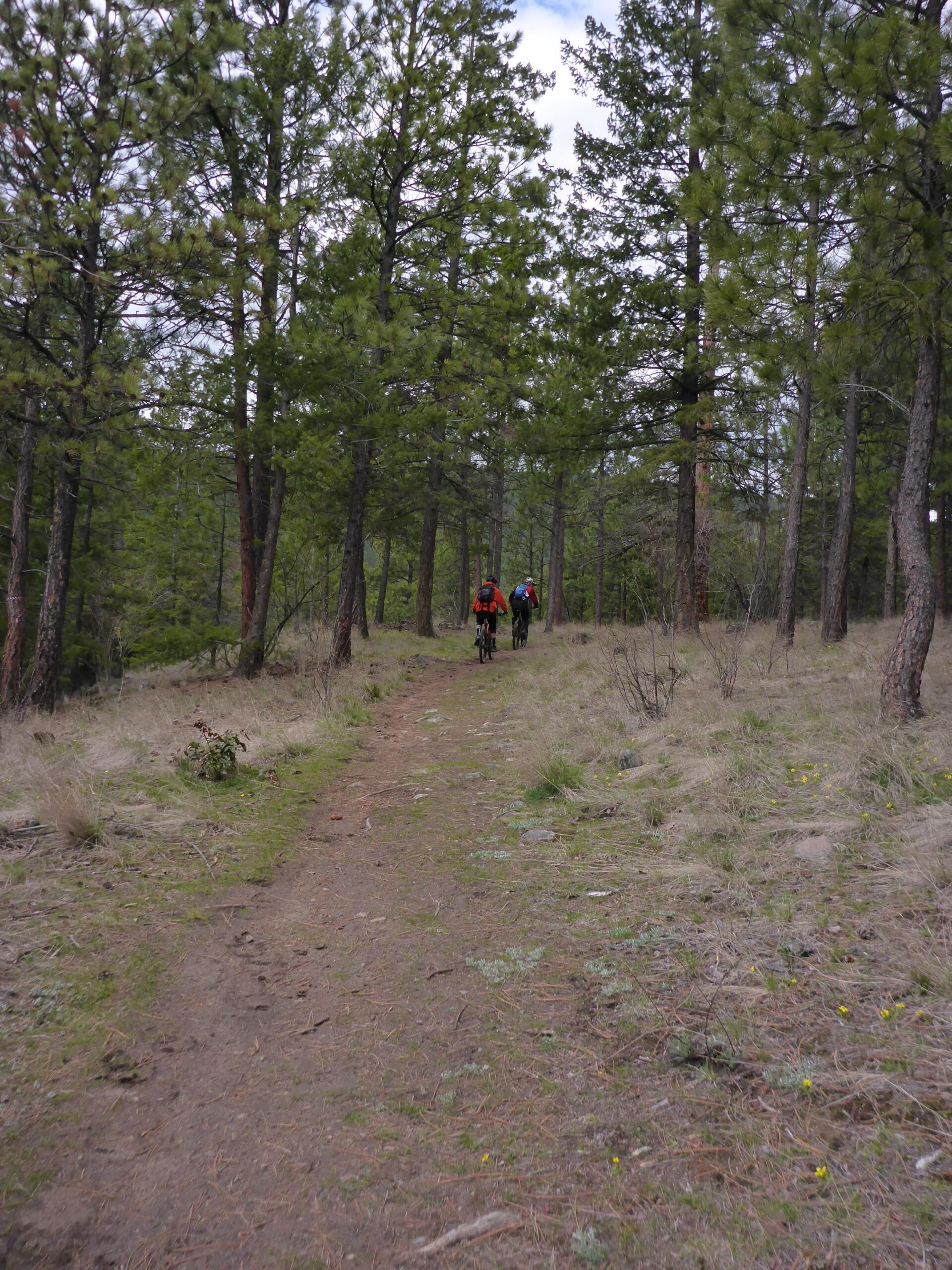 Two cyclists riding on a dirt trail through a lush forest, surrounded by tall pine trees and greenery. The path meanders ahead, inviting exploration and adventure. Smith Creek mountain bike trail.