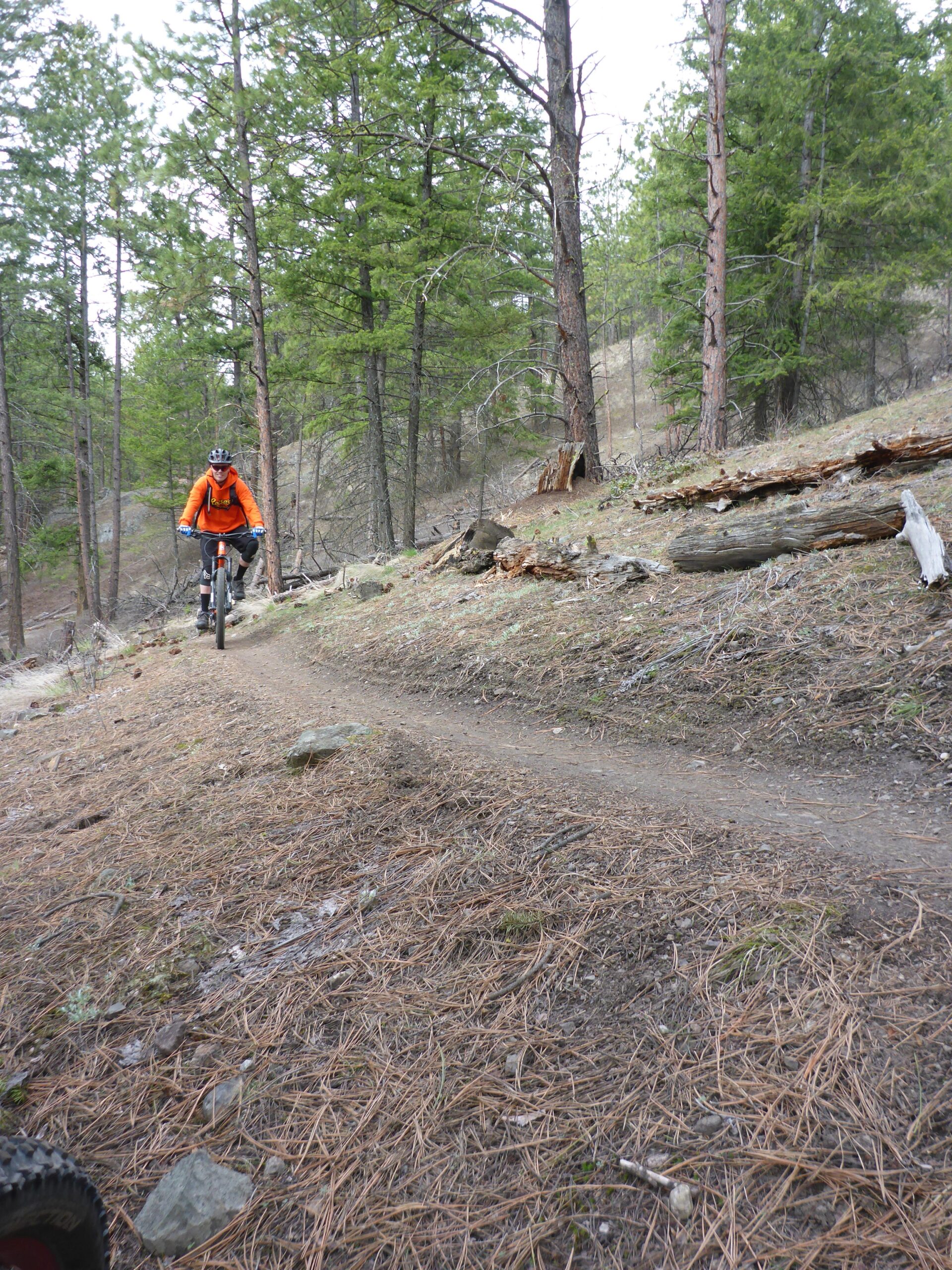 A mountain biker in an orange jacket rides along a dirt trail winding through a forest of tall pine trees, with scattered pine needles and rocks on the ground. Smith Creek mountain bike trail.