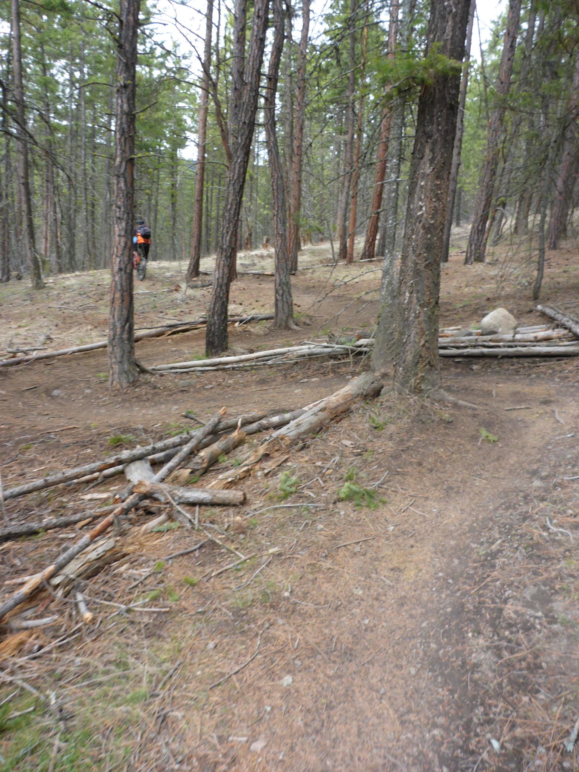 A mountain biker navigates a narrow trail through a wooded area, surrounded by tall trees and scattered fallen branches. The terrain appears natural and rugged, suggesting a serene outdoor environment. Smith Creek mountain bike trail.