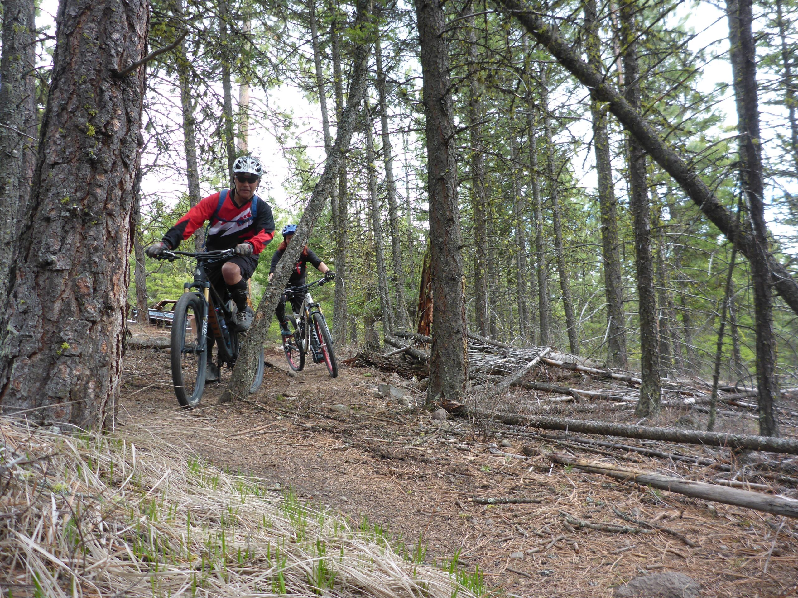 Two mountain bikers navigate a dirt trail through a dense forest of pine trees. The first rider, dressed in a red and black jersey, leans slightly forward while riding, and a second rider in black can be seen in the background. The ground is covered with pine needles and small green plants, creating a natural trail environment. Smith Creek mountain bike trail.