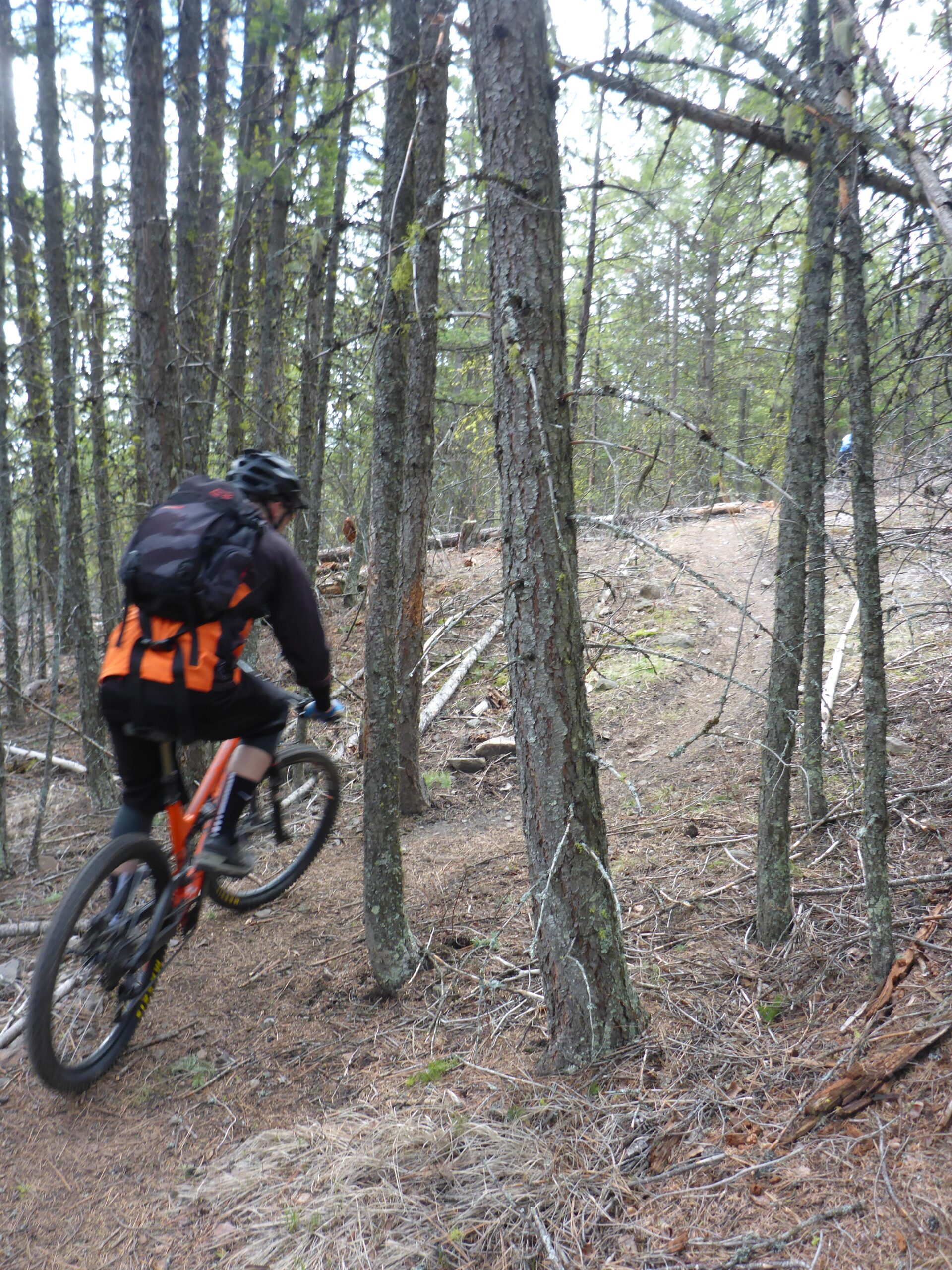 A mountain biker rides along a winding trail through a dense forest of tall pine trees, surrounded by fallen branches and patches of dry grass. Smith Creek mountain bike trail.