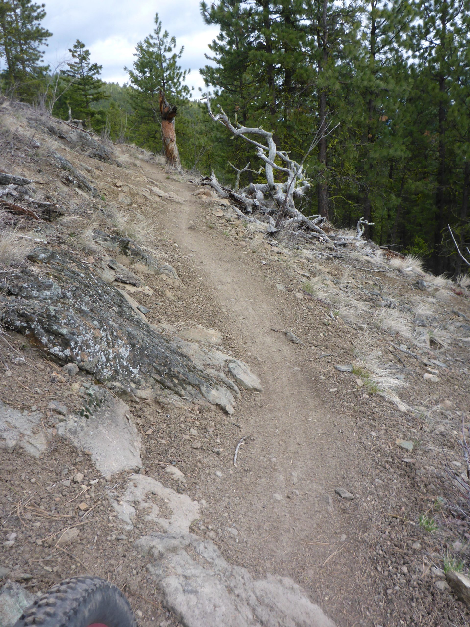 A narrow dirt trail winds along a rocky hillside, surrounded by patches of grass and sparse vegetation. Tall pine trees are visible in the background, under an overcast sky. The trail appears rugged, with loose stones and uneven terrain. Smith Creek mountain bike trail.