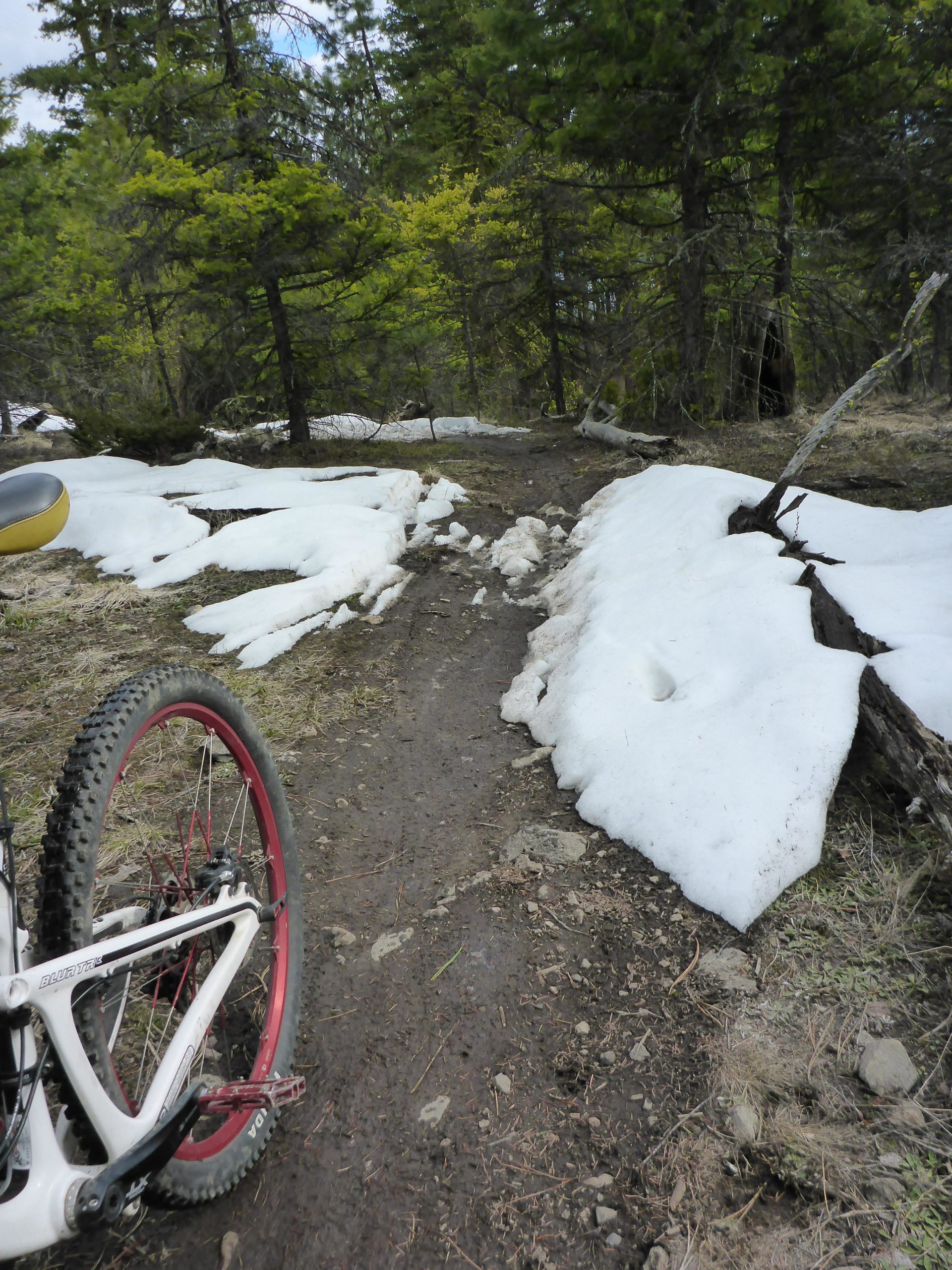A mountain bike positioned in the foreground on a dirt trail, surrounded by patches of melting snow and lush green trees. The scene captures the transition from winter to spring in a forested area. Smith Creek mountain bike trail.