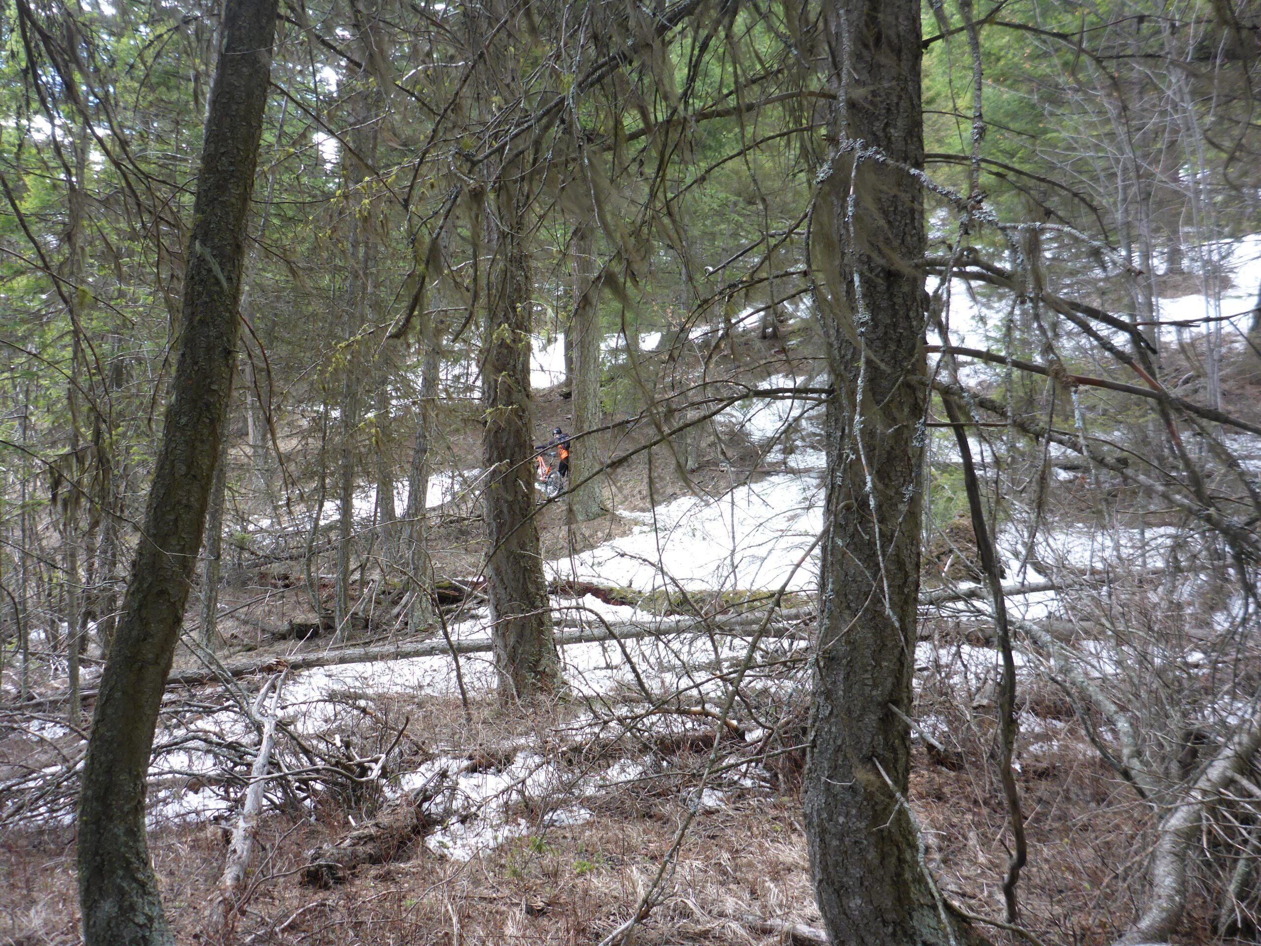 A wooded area depicting tall trees, some with sparse branches, and patches of snow on the ground. A person in the distance, wearing an orange jacket, stands on a slope among the trees, surrounded by fallen branches and underbrush. Smith Creek mountain bike trail.