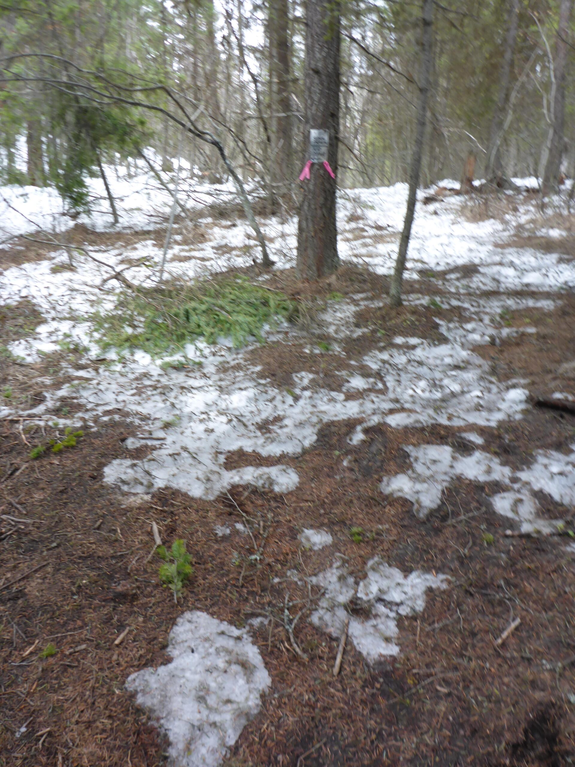 A forest scene showing a patchy snow-covered ground with areas of exposed soil and pine needles. A tree is visible in the background with a sign attached to its trunk, marked by pink ribbons. Surrounding the tree are sparse branches and a few green plants emerging from the forest floor. Smith Creek mountain bike trail.