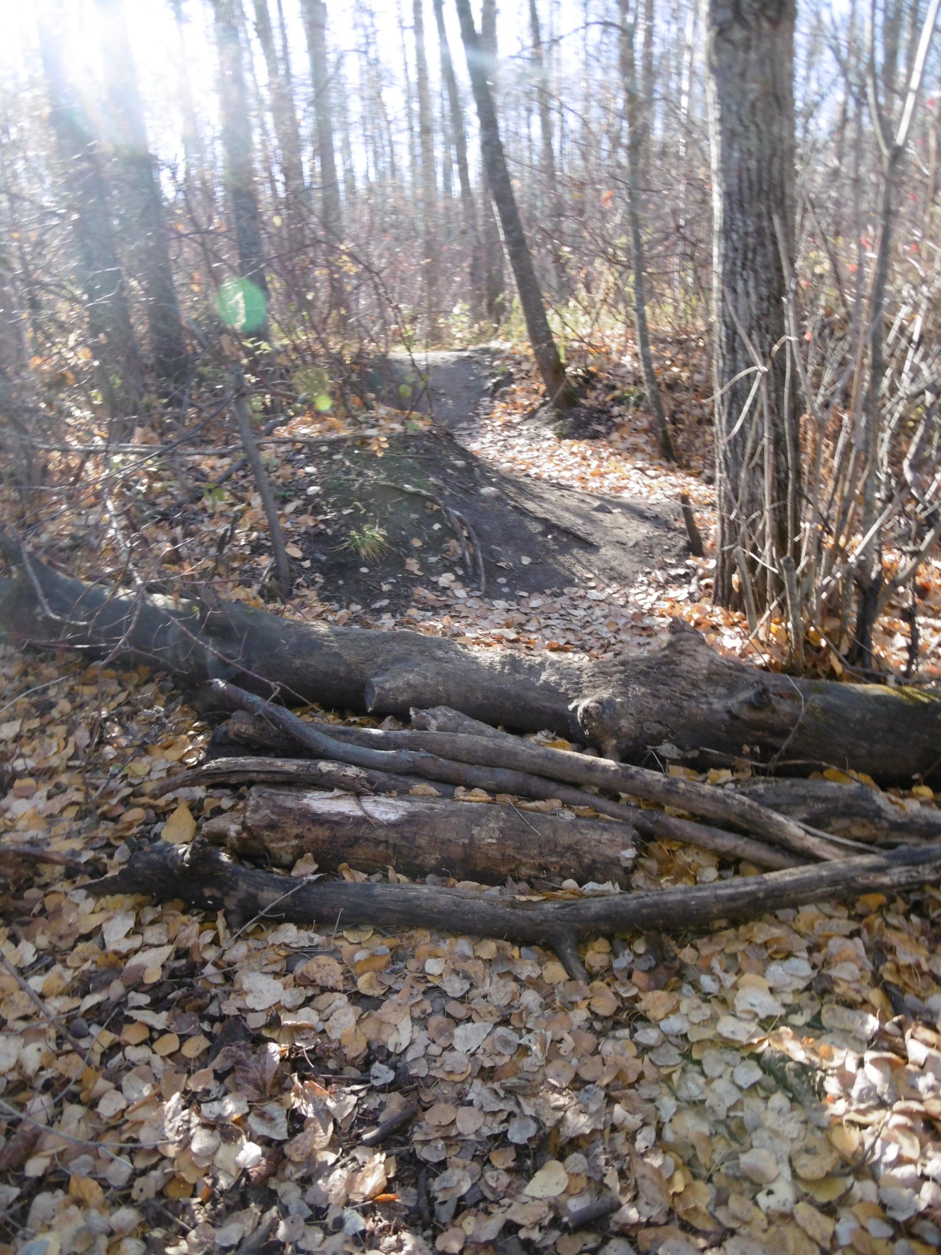A narrow dirt path winding through a forest covered with fallen leaves, flanked by trees. Logs are placed across the path, adding natural texture to the scene, with sunlight filtering through the trees. Terwillegar Park mountain bike trail.