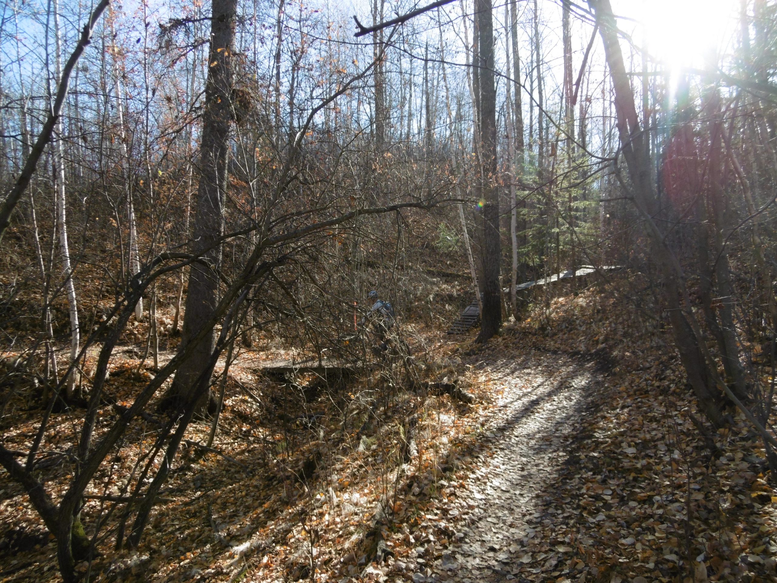 A sunlit trail winding through a forest in autumn, surrounded by trees with sparse foliage and fallen leaves covering the ground. Terwillegar Park mountain bike trail.