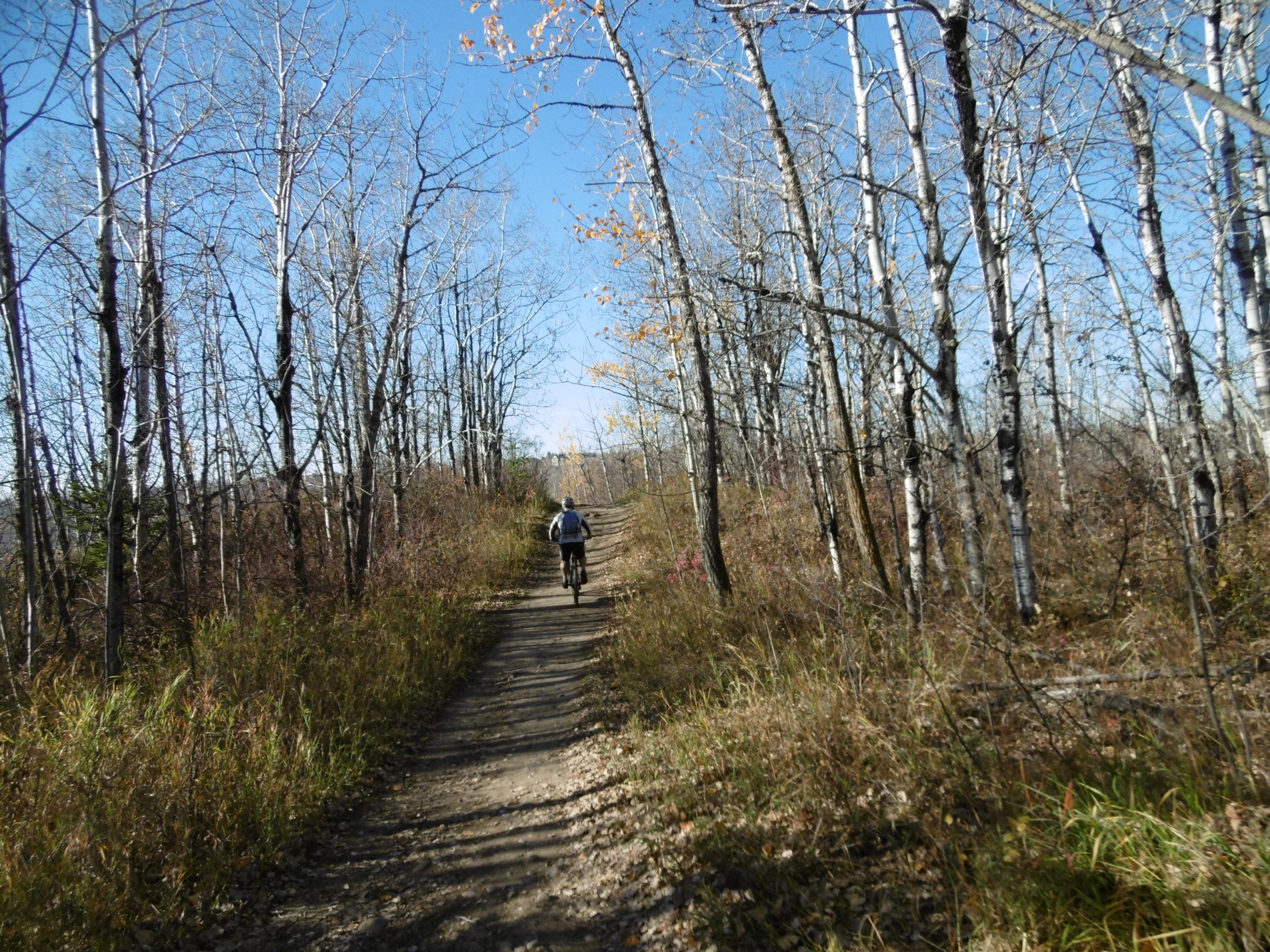 A person riding a bicycle along a dirt path surrounded by tall, thin trees with bare branches, showcasing a clear blue sky and hints of autumn foliage. The scene captures the essence of a serene outdoor adventure in nature. Terwillegar Park mountain bike trail.