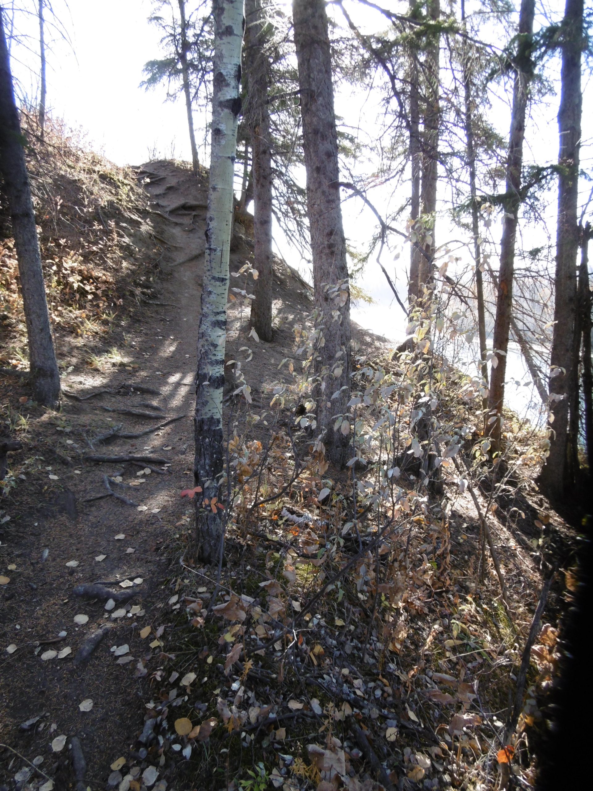 A winding dirt path through a forest, surrounded by tall trees with sparse foliage. The ground is covered with fallen leaves, and the trail appears to ascend toward a higher elevation, partially shaded by overgrowth. Sunlight filters through the branches, casting soft shadows along the path. Terwillegar Park mountain bike trail.