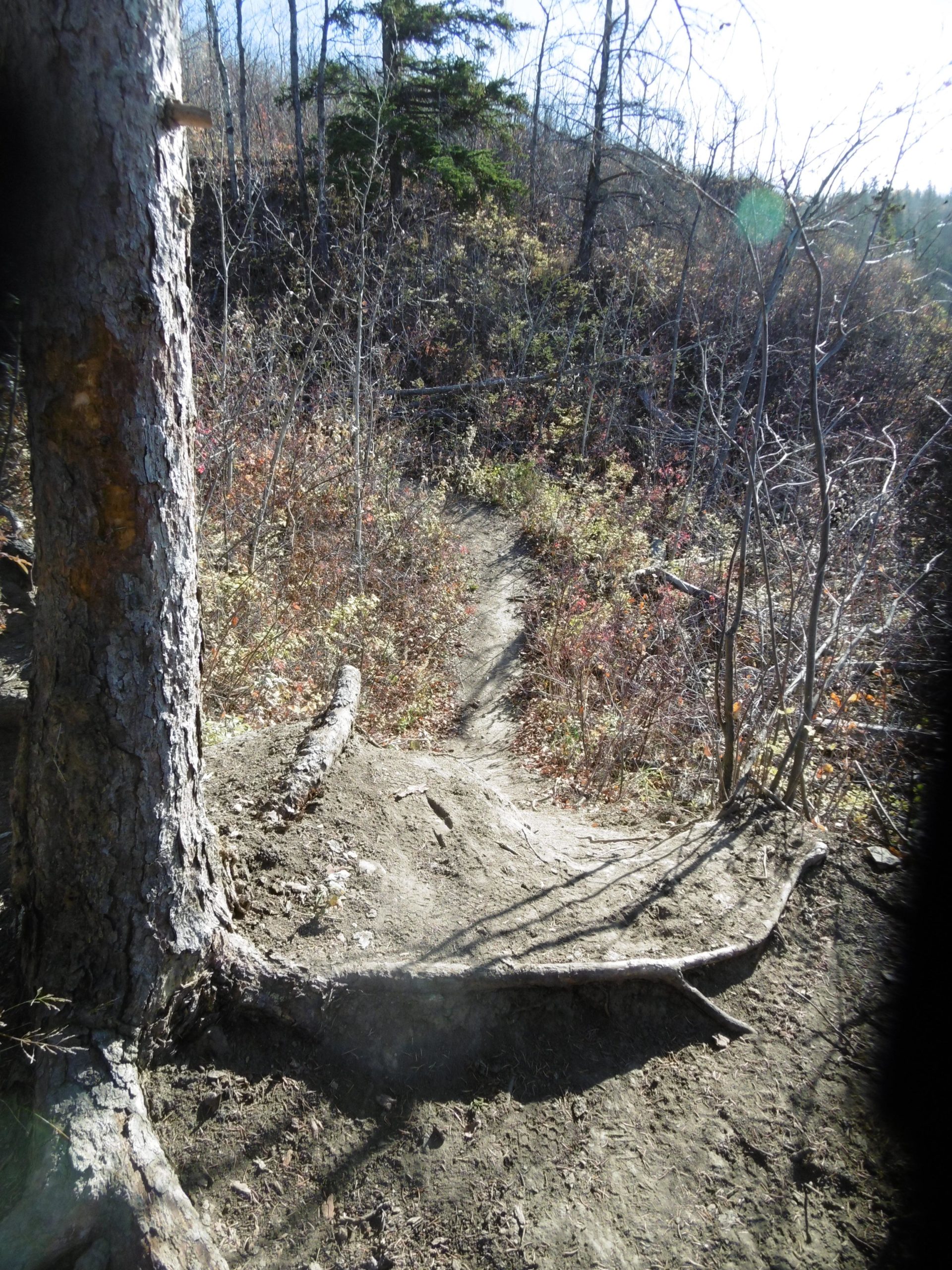A narrow dirt trail winding through a wooded area, surrounded by sparse trees and brush with autumn foliage. A large tree trunk is visible on the left, and the path gently curves ahead, leading further into the natural landscape. Sunlight filters through the branches, creating dappled light on the ground. Terwillegar Park mountain bike trail.