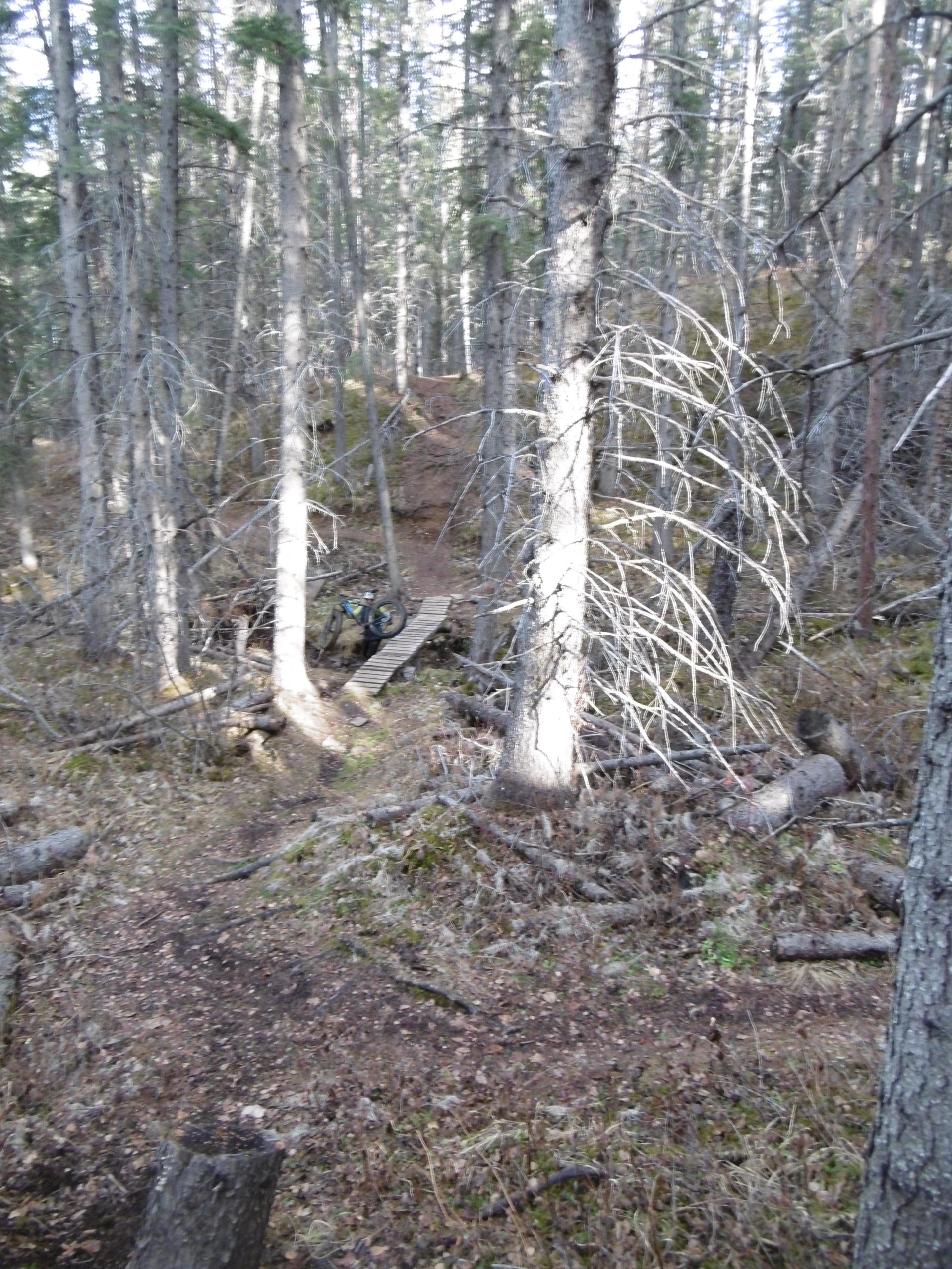 A forested area with tall trees and scattered fallen branches. A narrow dirt path winds through the woods, leading to a wooden plank bridge in the background. The scene is filled with a mix of green foliage and earthy tones, indicating a natural setting. Jack