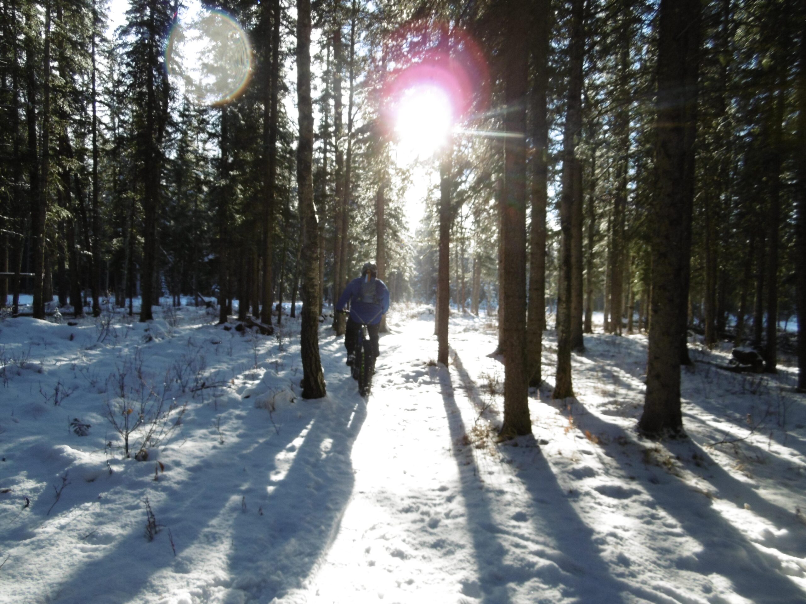 A person walking through a snowy forest, surrounded by tall evergreen trees. The sun is shining brightly through the trees, casting long shadows on the snow-covered ground. The scene captures a peaceful winter landscape. Happy Creek Trail System mountain bike trail.