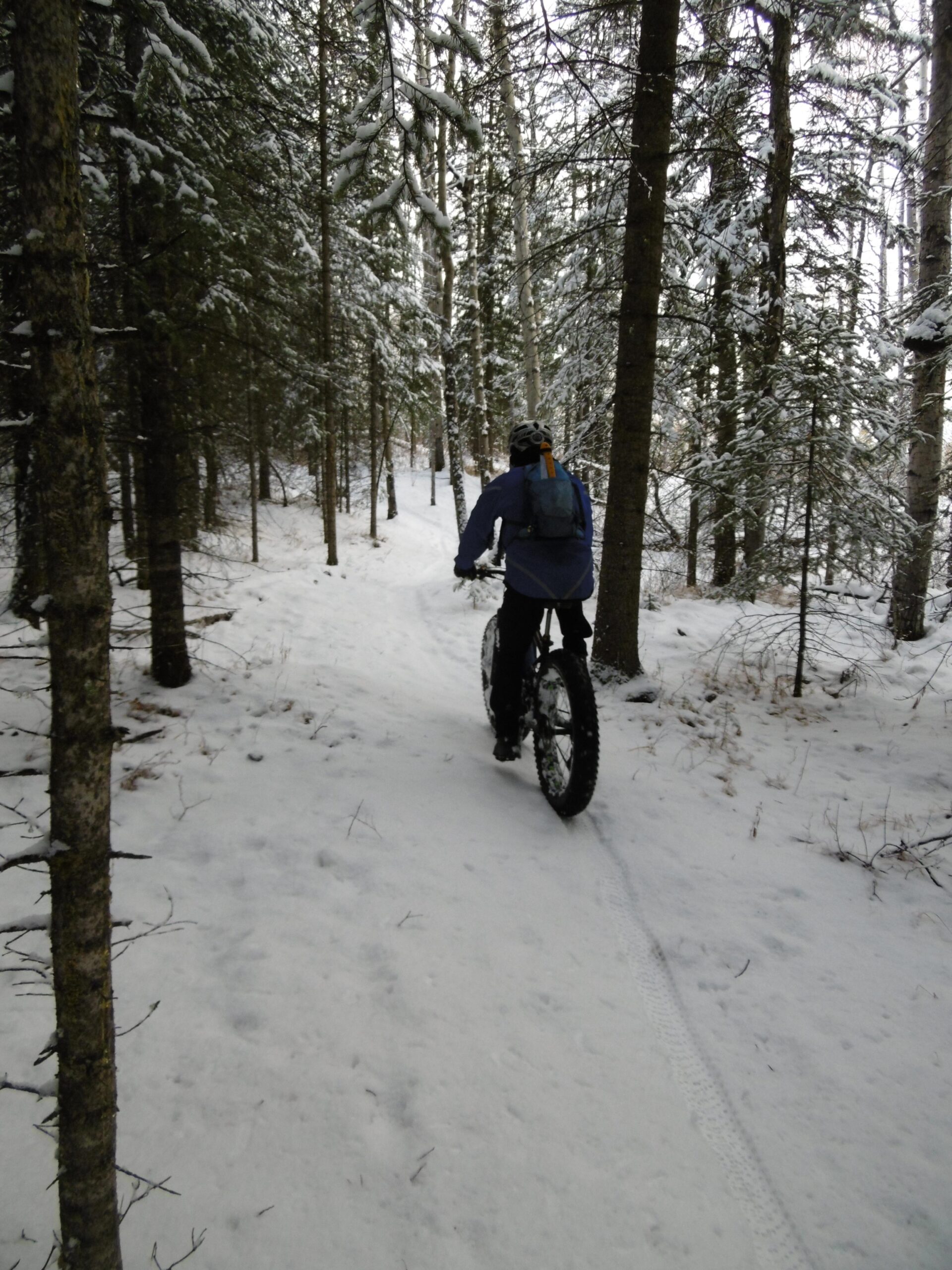 A person riding a fat bike along a snowy trail in a forest, surrounded by tall trees dusted with snow. The scene captures a peaceful winter landscape, with tire tracks visible in the fresh snow. Happy Creek Trail System mountain bike trail.