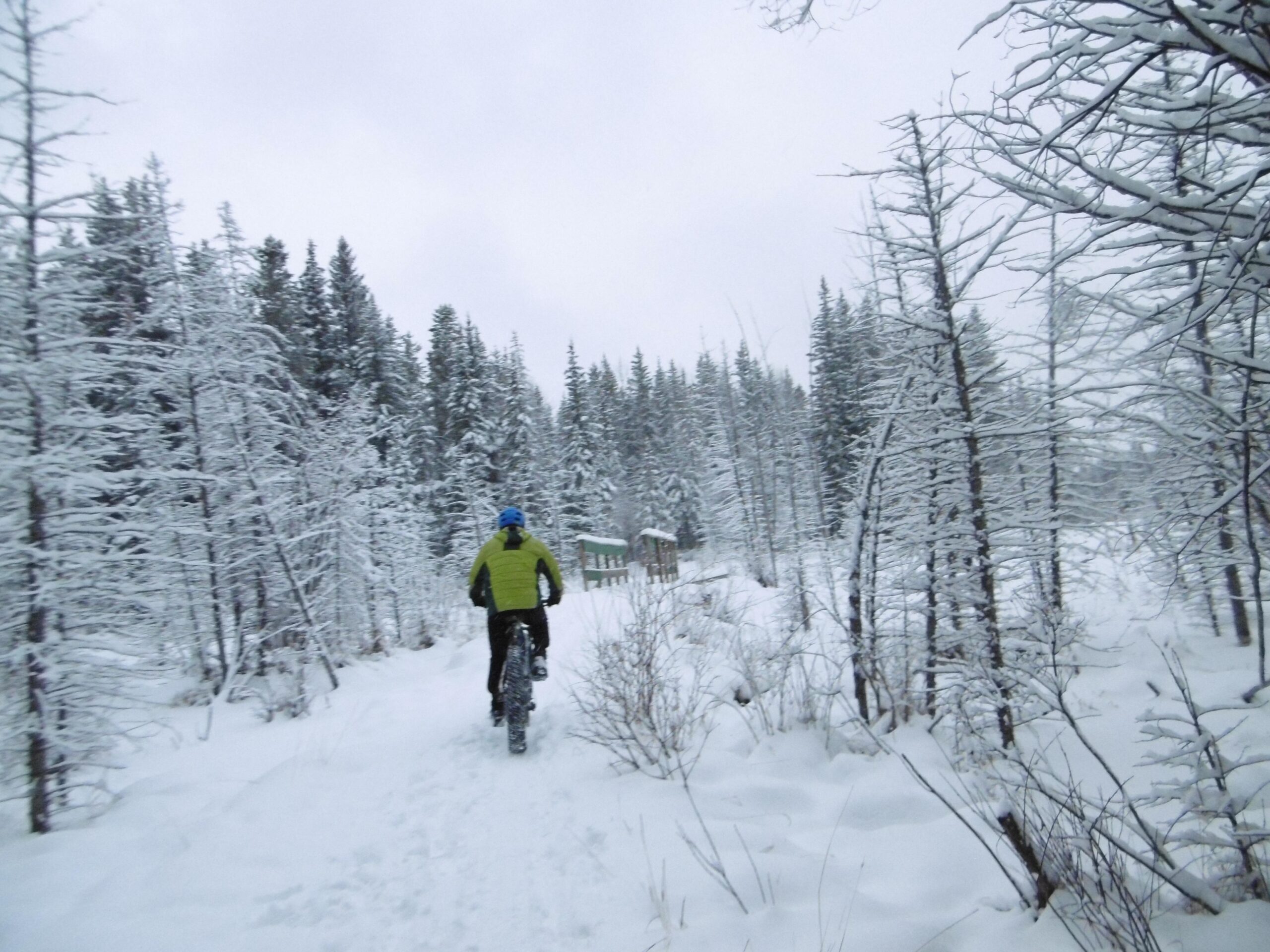 A person riding a fat bike on a snowy trail surrounded by tall, snowy trees, under a grey sky. The path is partially covered in snow, indicating winter conditions. Happy Creek Trail System mountain bike trail.