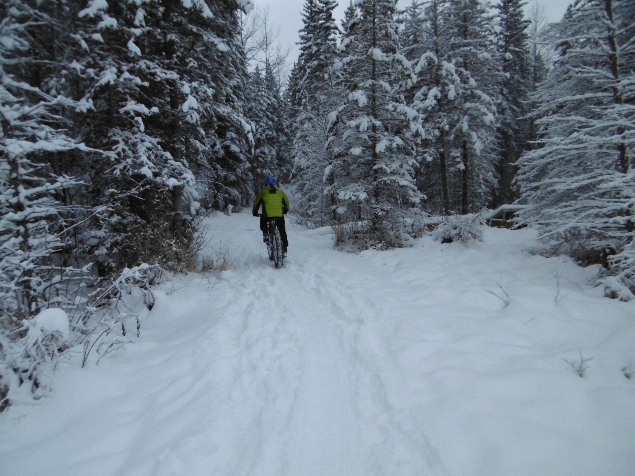 A person riding a bicycle along a snow-covered trail surrounded by tall, snow-laden trees in a winter landscape. Happy Creek Trail System mountain bike trail.