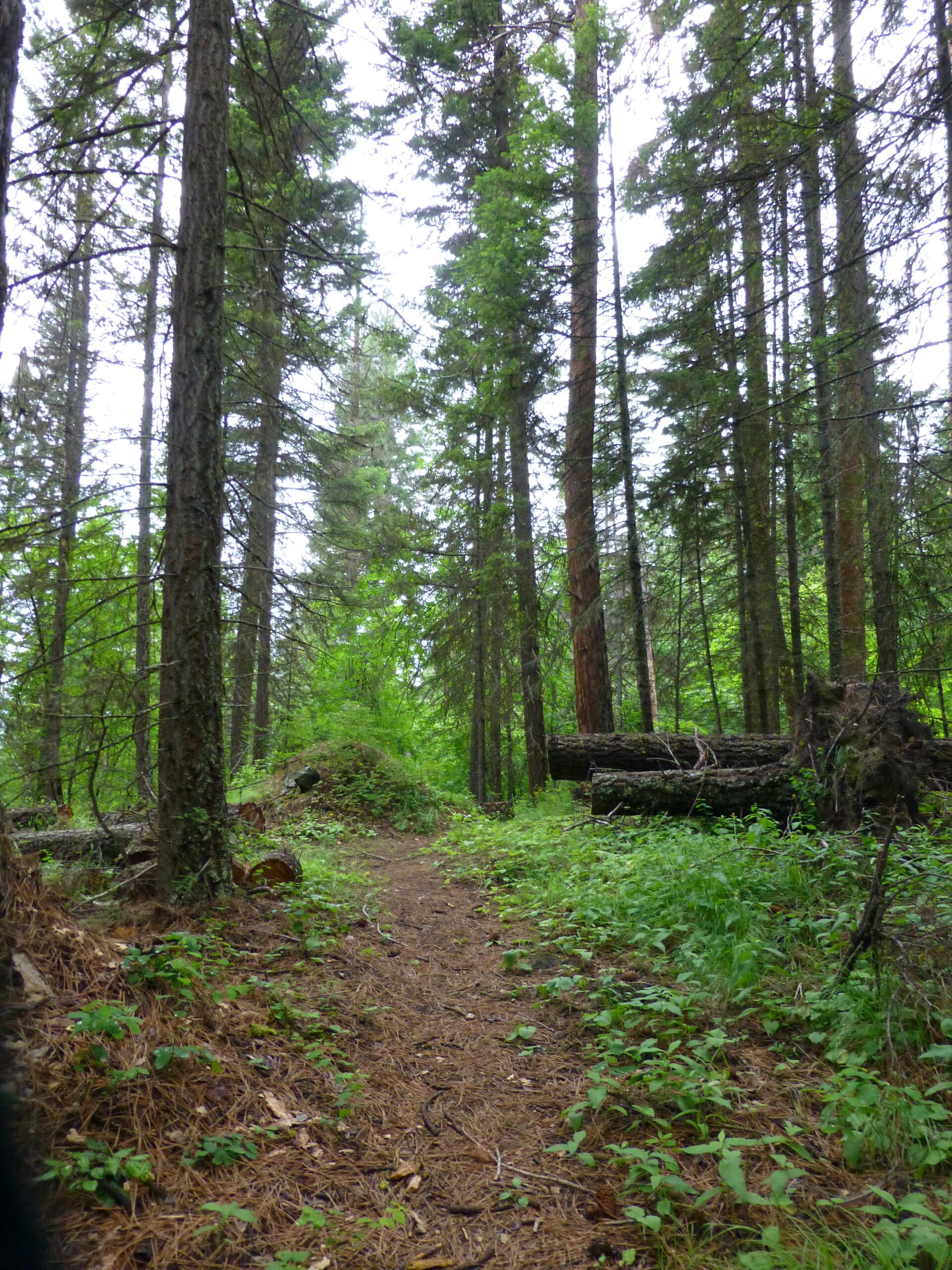 A narrow dirt pathway winding through a lush green forest, lined with tall trees and scattered fallen logs. The scene is filled with a variety of foliage, with patches of greenery and pine needles covering the ground, under a cloudy sky. Kettle Valley Railway Trail (KVR) Myra Canyon to Penticton return mountain bike trail.