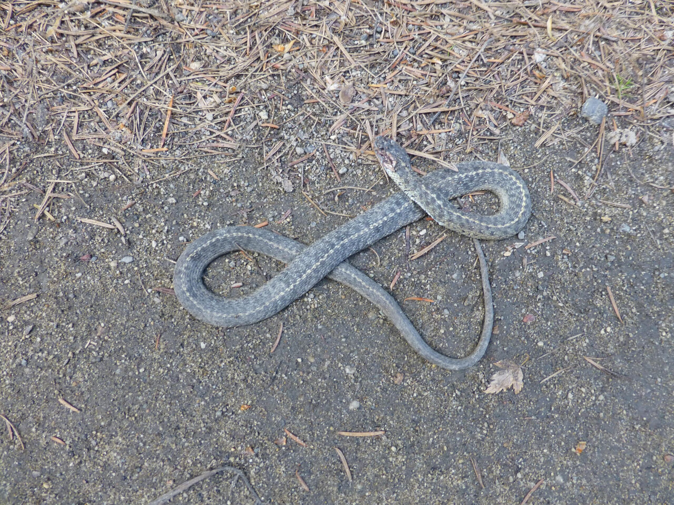 A gray snake resting on a gravel surface, its body forming a loose figure-eight shape. Surrounding the snake are small pieces of pine needles and dirt, creating a natural outdoor setting. Kettle Valley Railway Trail (KVR) Myra Canyon to Penticton return mountain bike trail.