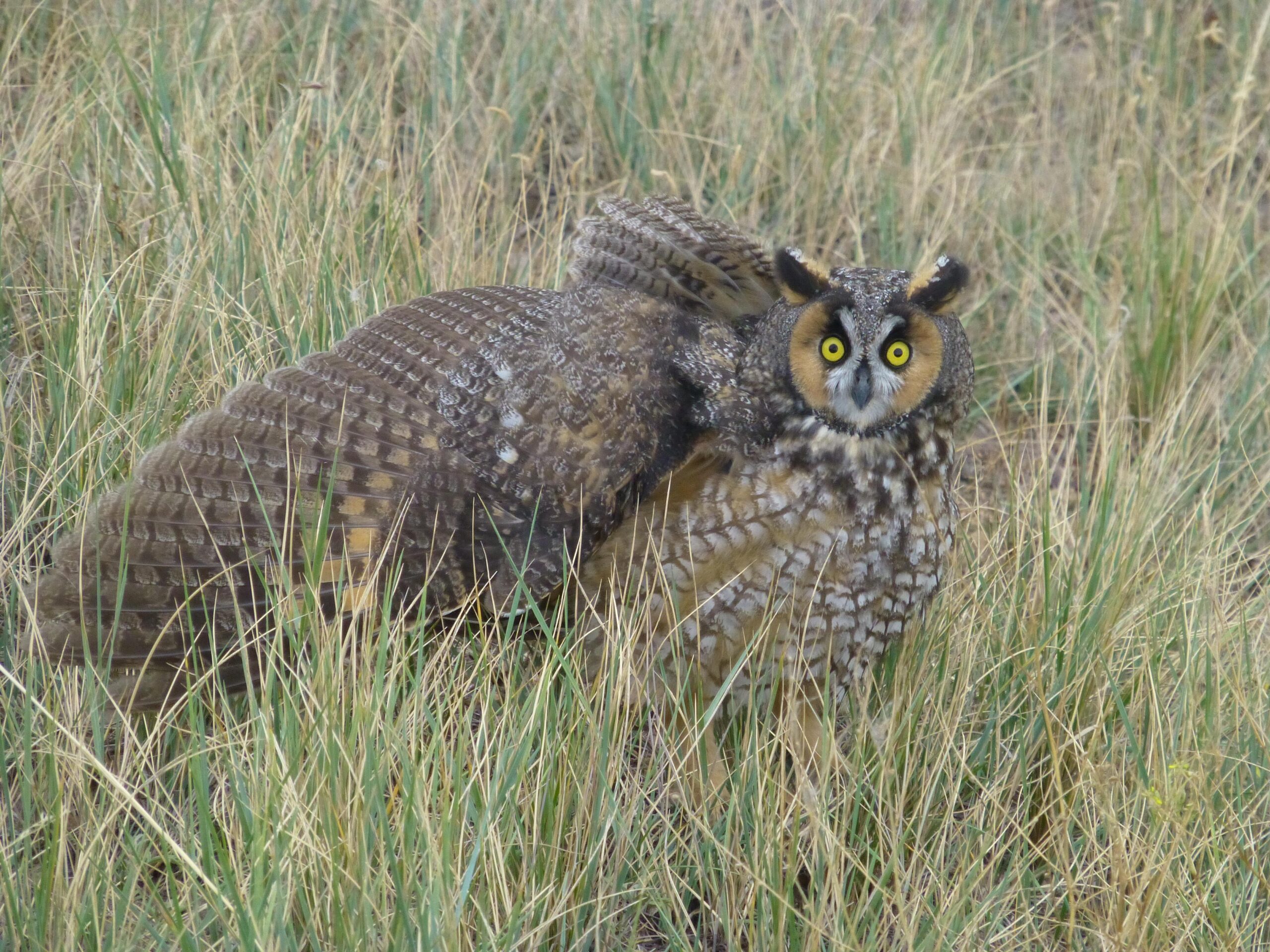 A long-eared owl standing in tall grass, showcasing its distinctive yellow eyes and mottled brown feathers. The owl appears alert and curious, with its wings partially spread. New Video Game/Yeah Kid mountain bike trail.