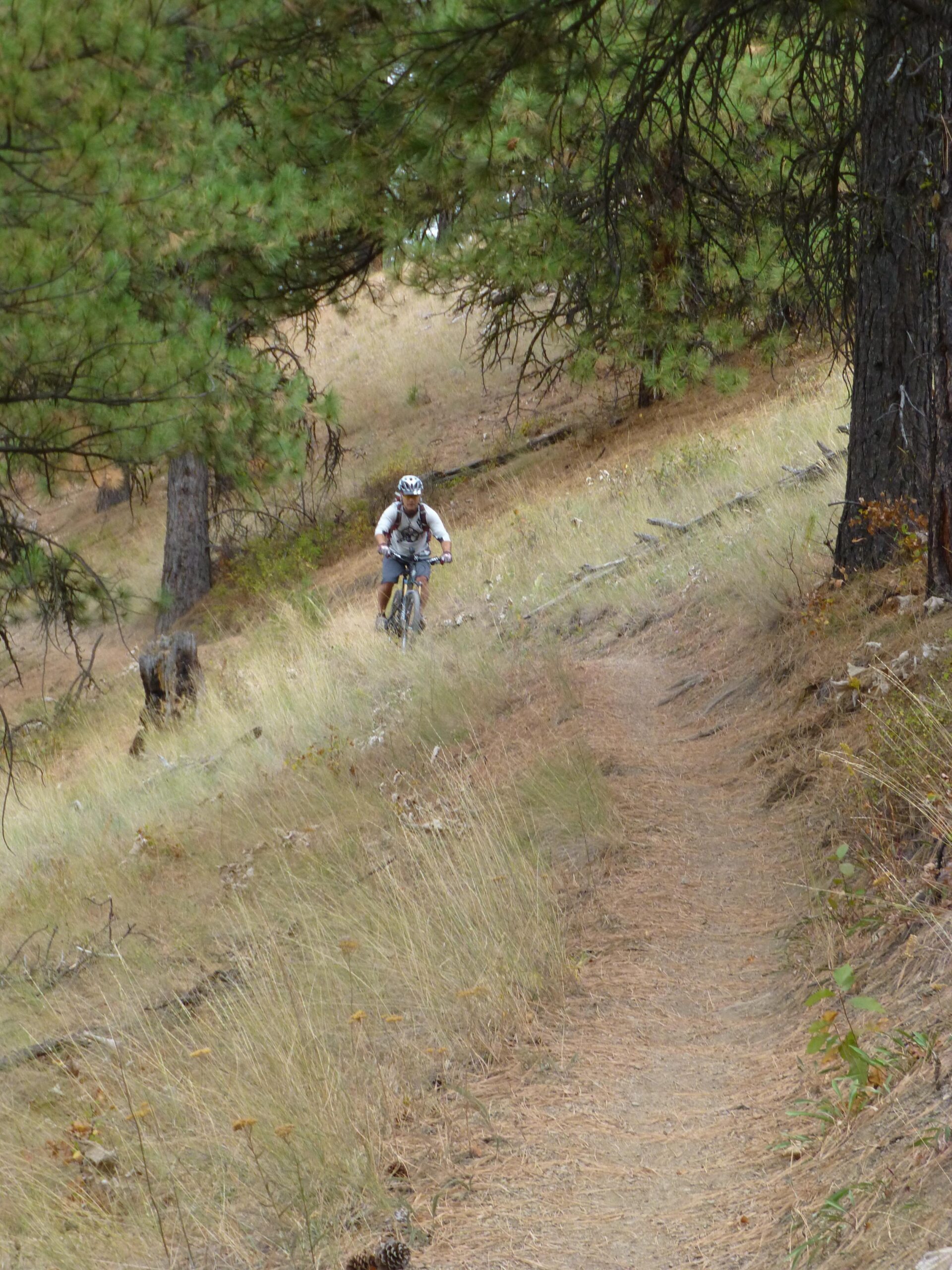 A mountain biker rides along a grassy trail in a forested area, surrounded by tall pine trees and dry vegetation. Rattlesnake mountain bike trail.