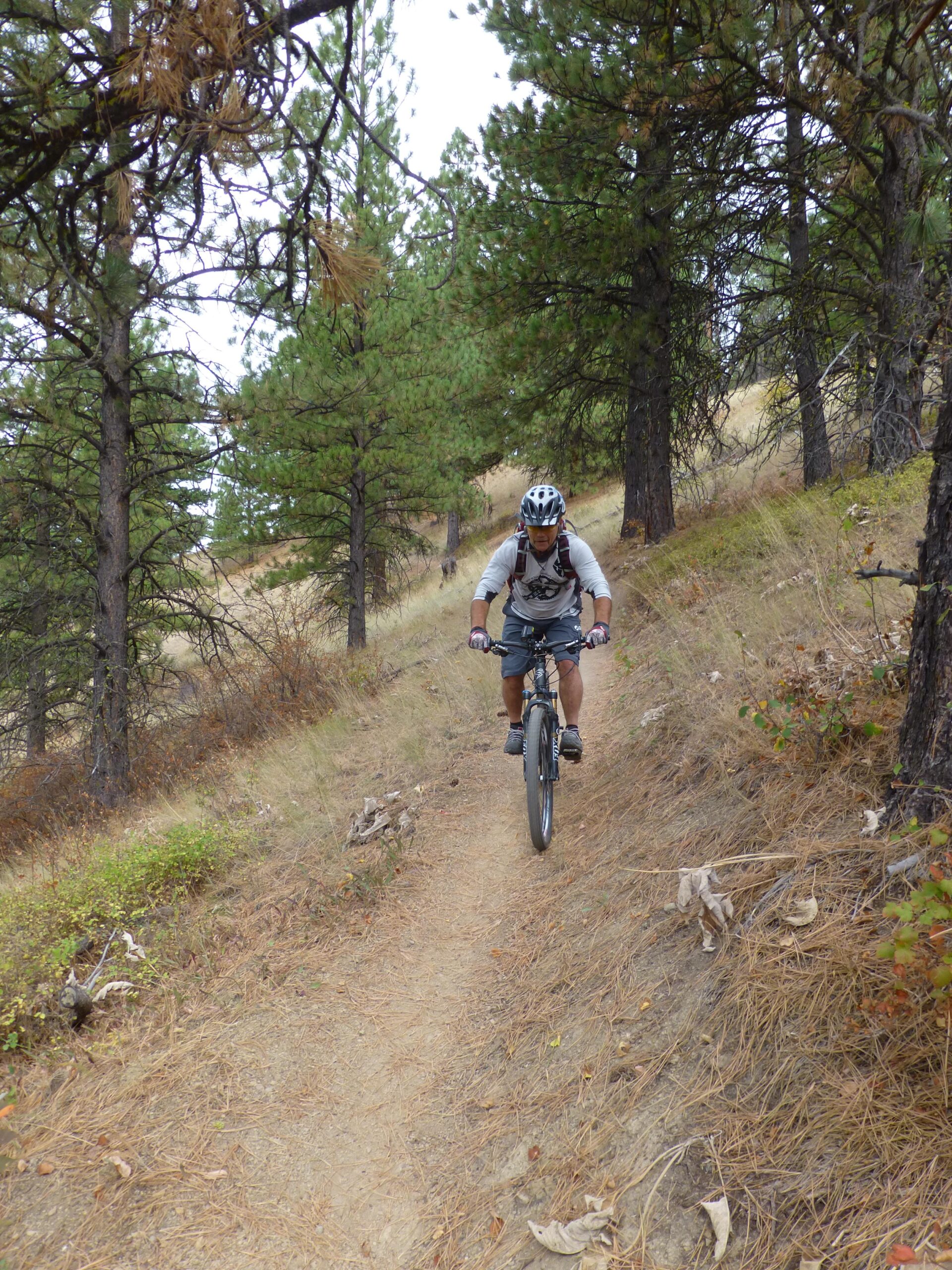 A person riding a mountain bike on a narrow dirt trail through a forested area, surrounded by tall green pine trees and patches of dry grass. The cyclist is wearing a helmet and athletic clothing, navigating a slope with focus. Rattlesnake mountain bike trail.