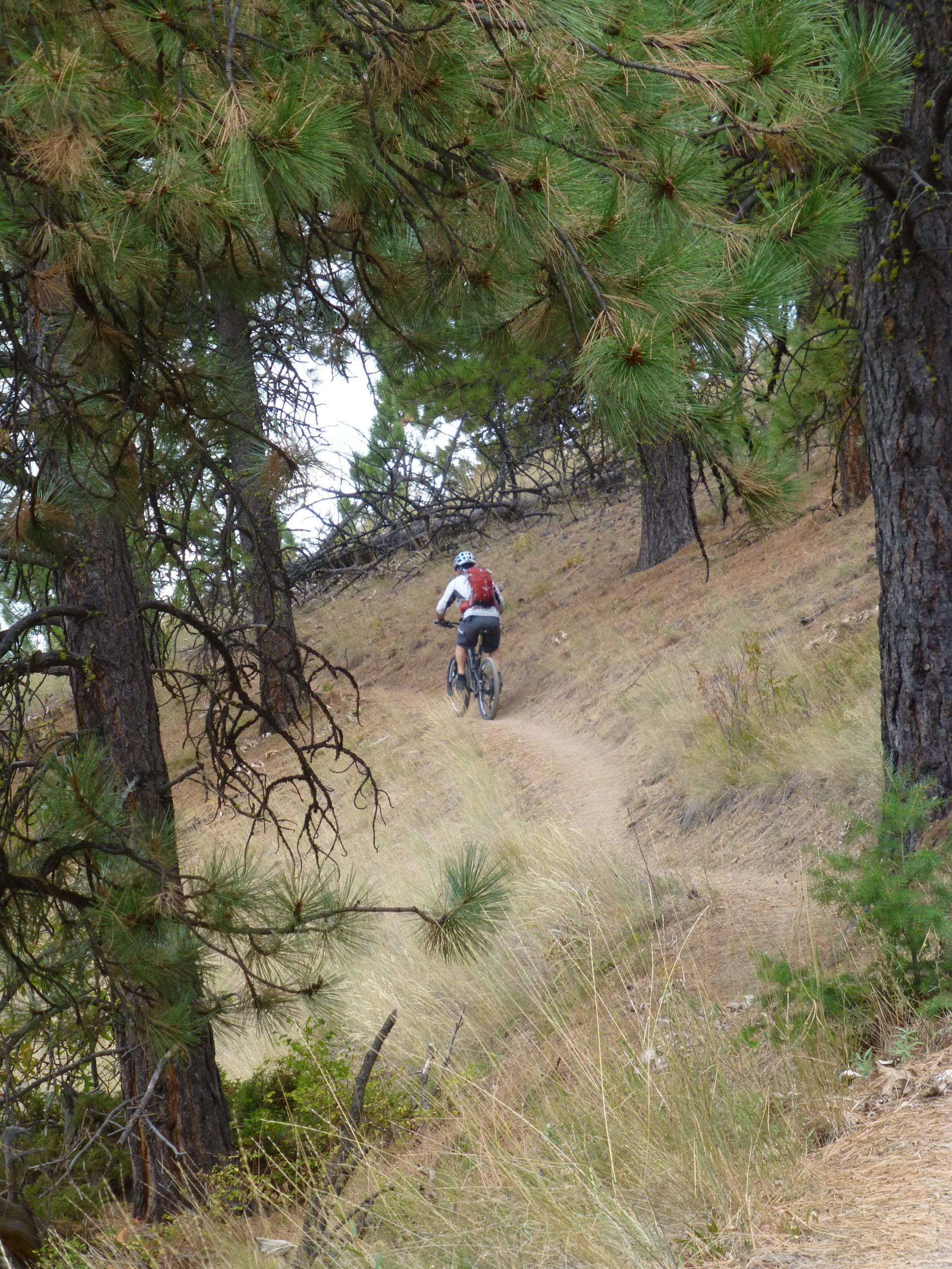A mountain biker riding on a narrow dirt trail surrounded by tall pine trees and grassland. The scene captures the natural beauty of a forested area, with the biker moving along a winding path. Rattlesnake mountain bike trail.