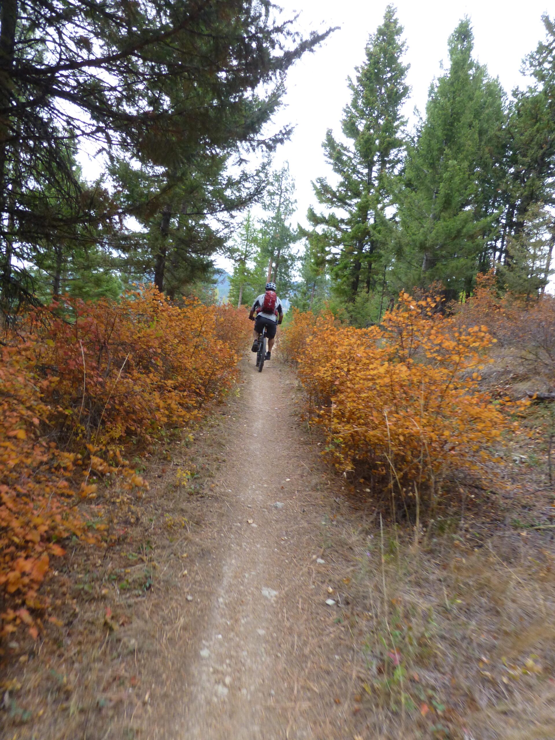 A mountain biker riding along a narrow dirt path surrounded by tall green trees and vibrant orange foliage, indicating autumn. The scene captures a peaceful outdoor setting in a forested area. Rattlesnake mountain bike trail.