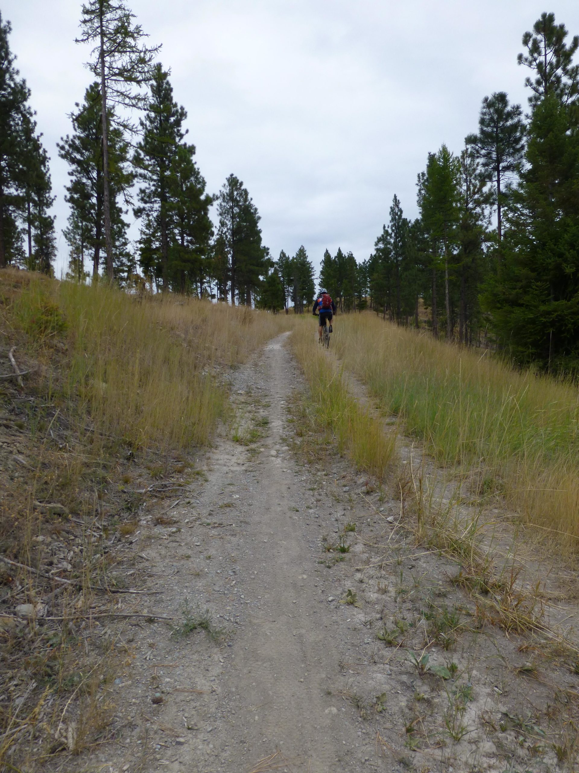 A cyclist riding along a dirt trail surrounded by tall grasses and pine trees, with a cloudy sky above. The path leads upwards through a forested area. Herron Park/foys To Blacktail Trail mountain bike trail.