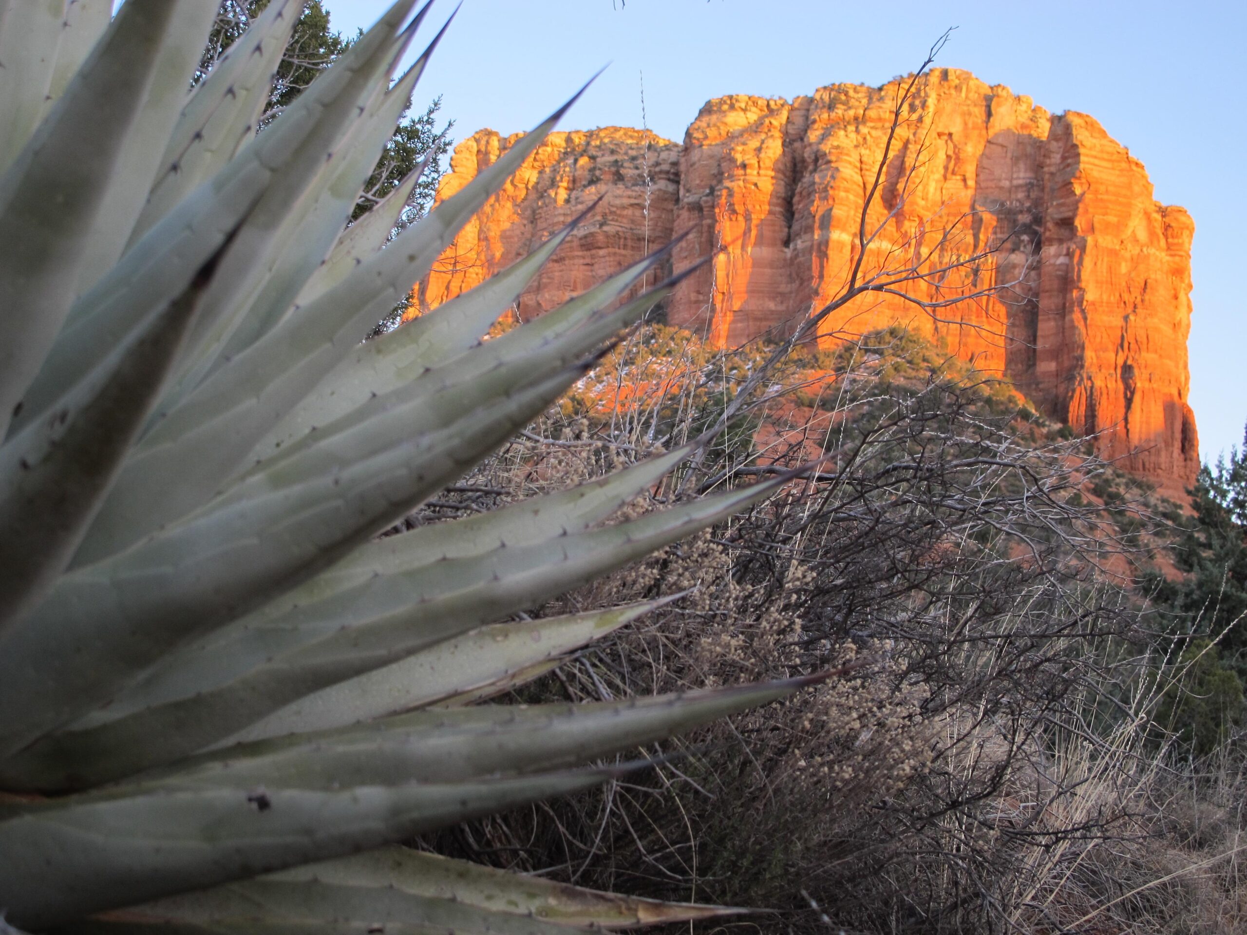 A close-up of spiky green vegetation in the foreground with a backdrop of a red rock formation illuminated by warm sunset light, set against a clear blue sky. Bell Rock Area Trails mountain bike trail.