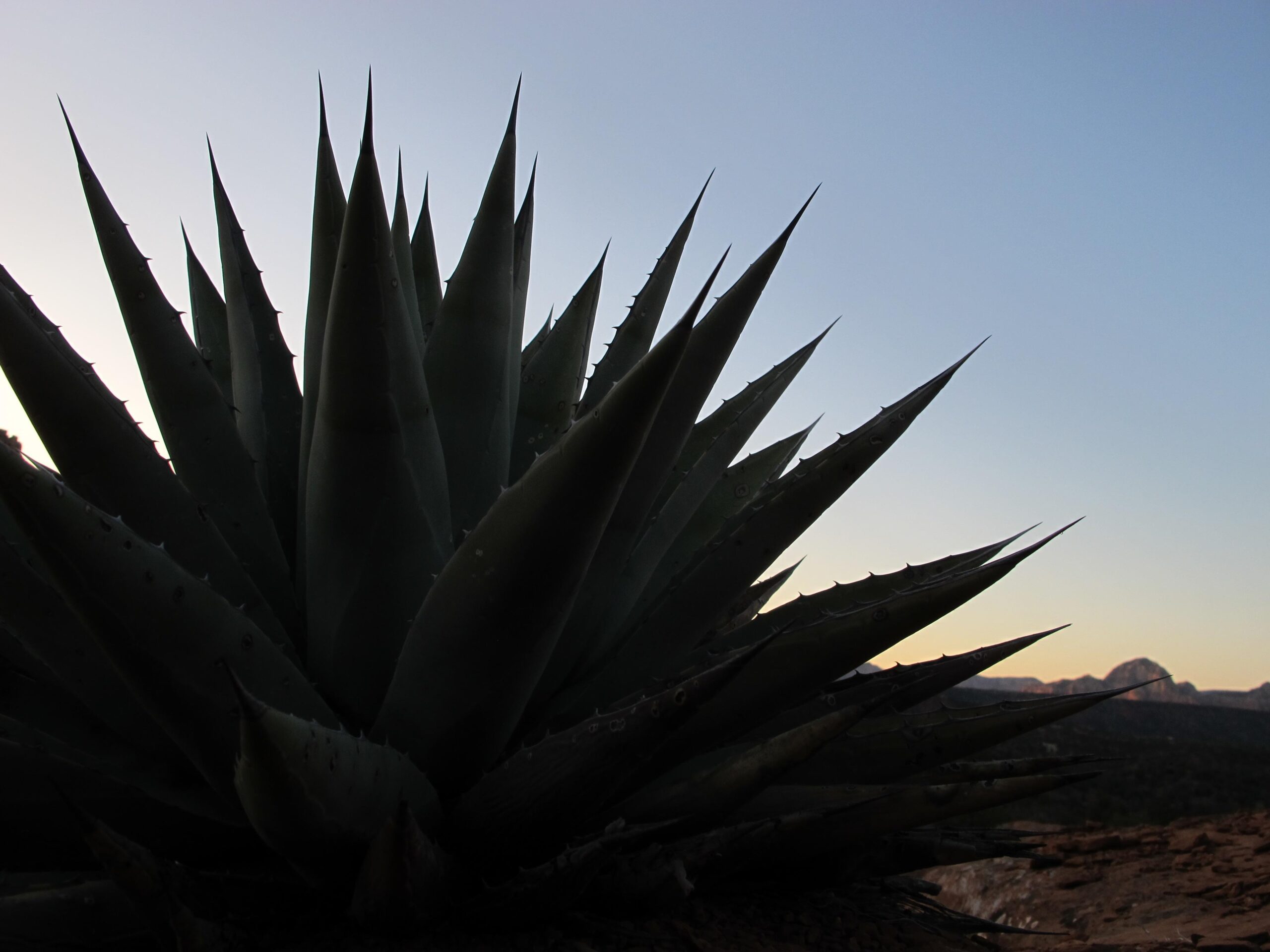 A close-up view of a spiky green agave plant silhouetted against a soft blue sky during dusk, with distant mountains visible in the background. Bell Rock Area Trails mountain bike trail.