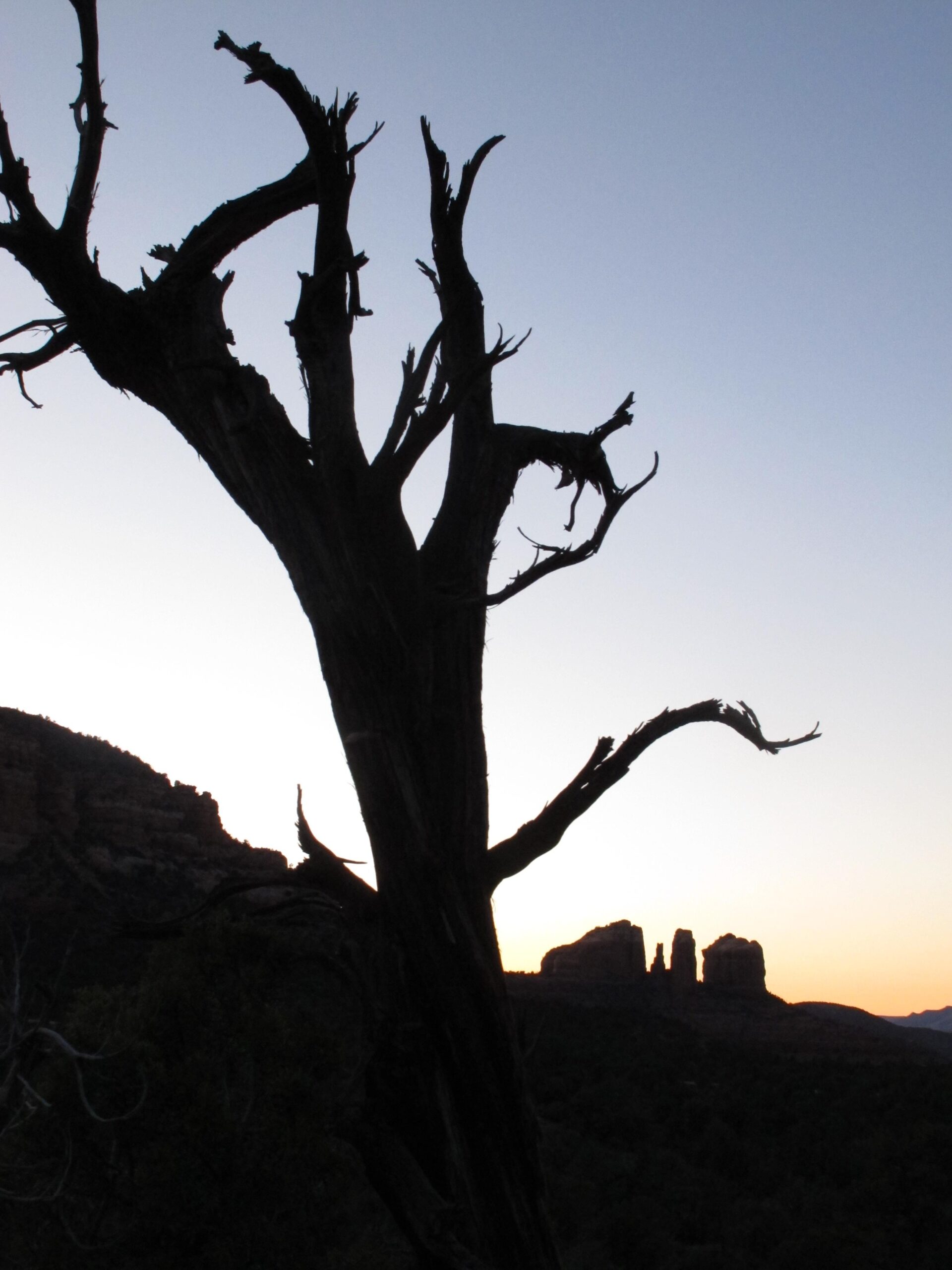 Silhouette of a gnarled tree against a twilight sky, with rocky formations visible in the background. The scene captures a transition from dusk to evening light, highlighting the textures of the tree and the outline of the distant cliffs. Bell Rock Area Trails mountain bike trail.