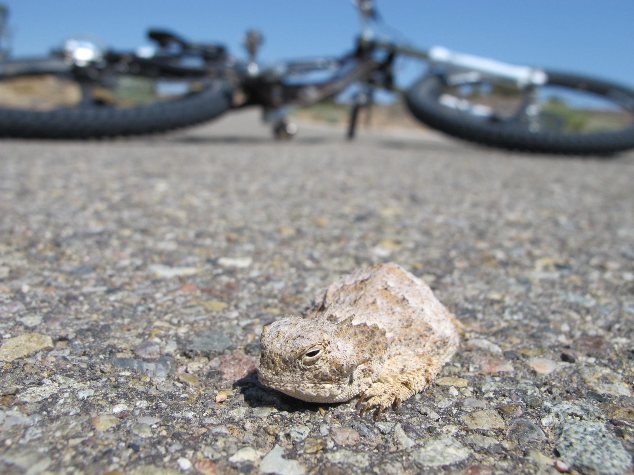A close-up of a small, light-colored frog resting on a gravel surface, with a mountain bike partially in the background, out of focus. The scene is set under clear blue skies. Angel Fire Bike Park mountain bike trail.