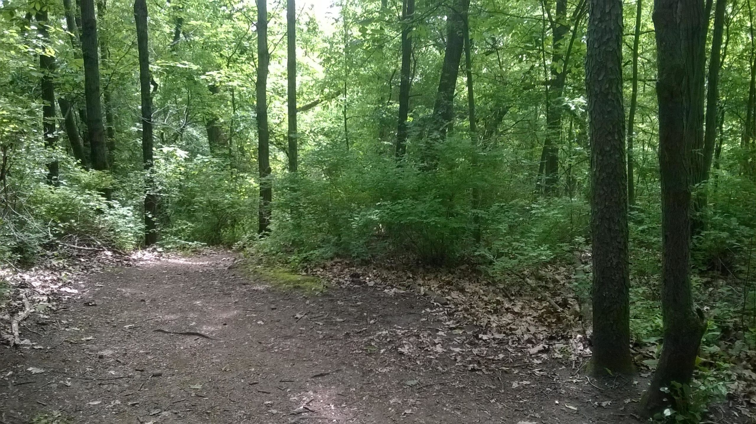 A winding dirt path surrounded by lush greenery in a forest, with tall trees and underbrush on either side. Sunlight filters through the leaves, creating dappled light on the trail. John Muir Trails mountain bike trail.