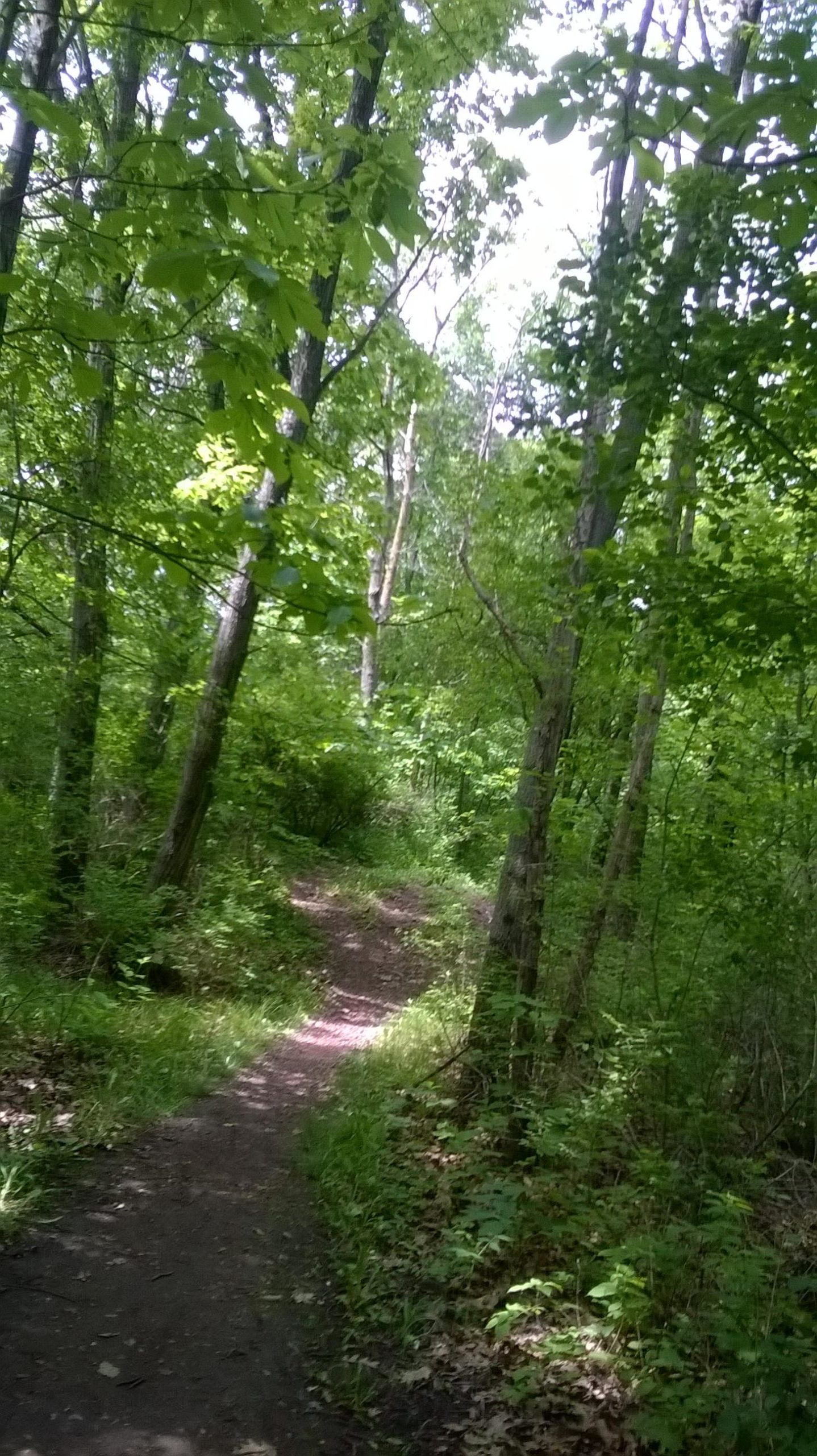 A sunlit dirt path winding through a lush green forest, surrounded by tall trees and dense foliage. The scene conveys a serene and tranquil outdoor setting, ideal for hiking or nature walks. John Muir Trails mountain bike trail.