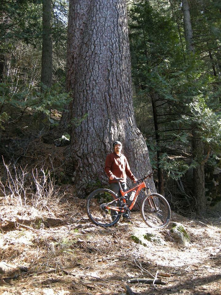 Trek Fuel EX 5 29: A person stands beside a large tree in a forest, holding an orange mountain bike. The scene is surrounded by pine trees and forest floor covered in dried leaves and pine needles. The sunlight filters through the trees, illuminating the area.