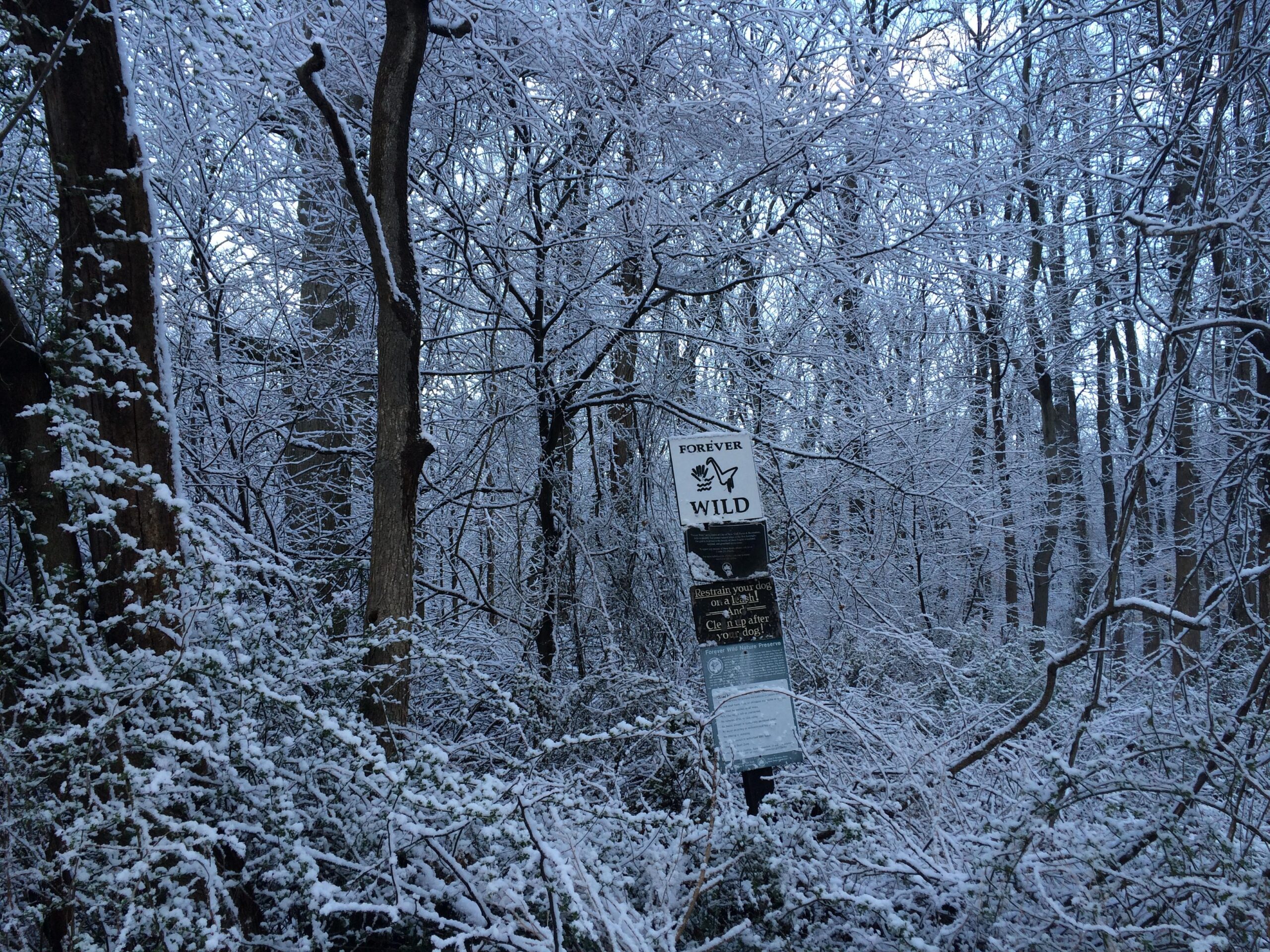 A snowy forest scene featuring tall trees with branches covered in white snow. In the foreground, a sign reads "FOREVER WILD," partially obscured by snow-covered foliage. The background shows more snow-laden trees under a bright, cloudy sky. Trails seperated by streets mountain bike trail.