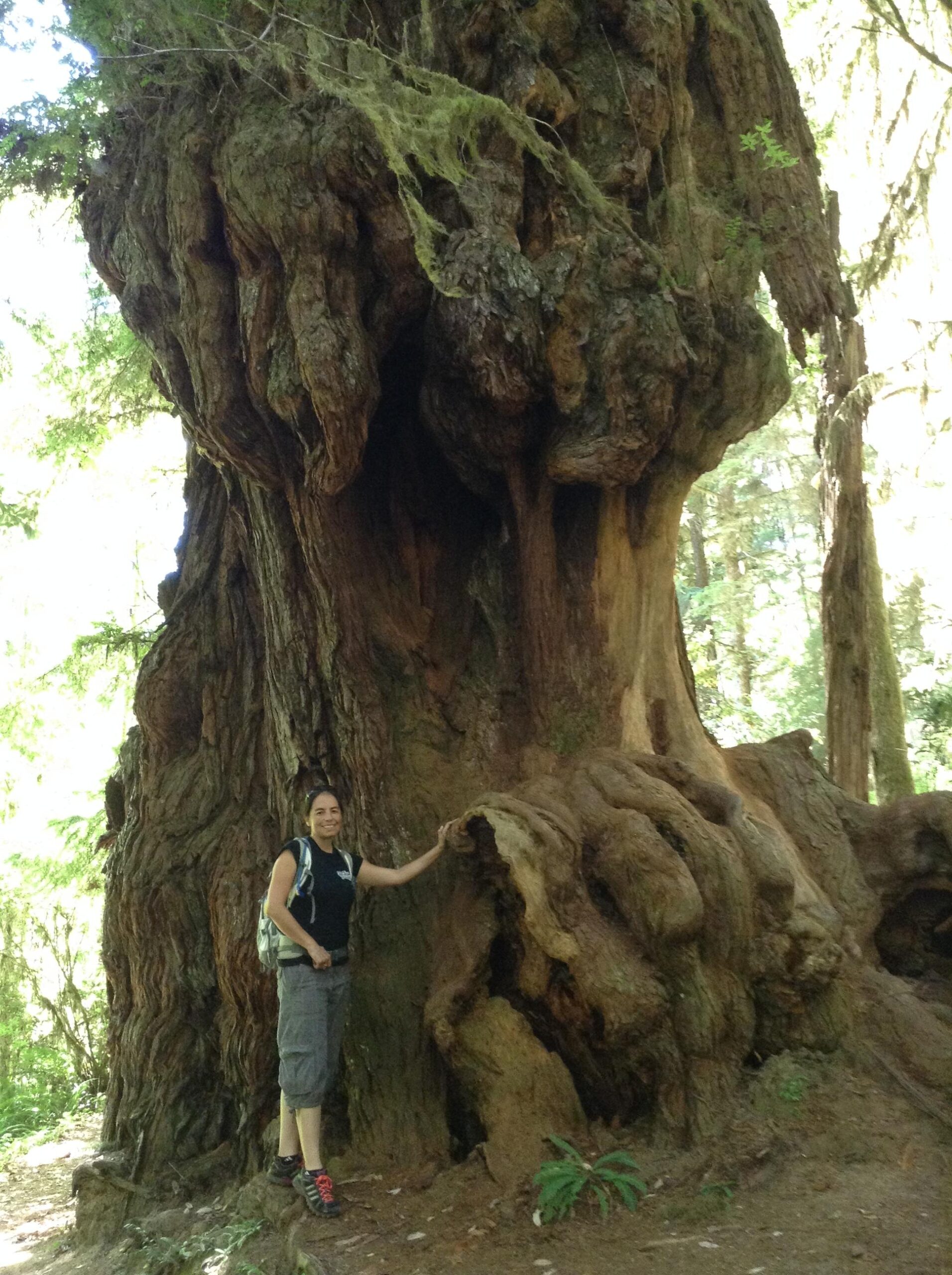 A person stands beside a large, gnarled tree in a forest setting, with sunlight filtering through the leaves. The tree's unique and textured bark is prominently featured, while the individual appears to enjoy the natural surroundings. Smith River Trails mountain bike trail.