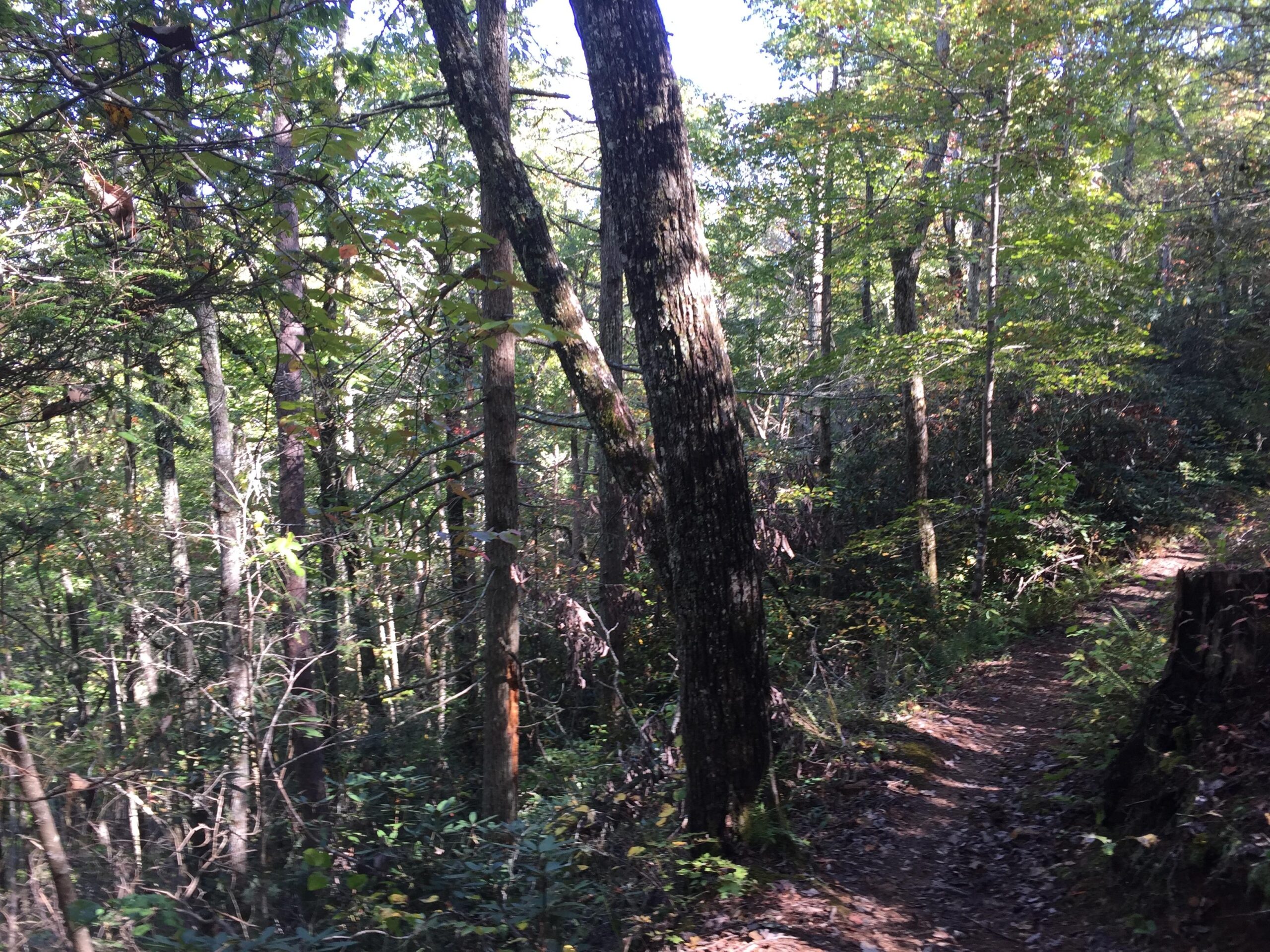 Path through a dense forest with tall trees and lush greenery, illuminated by dappled sunlight filtering through the leaves. The winding trail is surrounded by varying foliage and hints of autumn colors. Tsali Recreation Area mountain bike trail.