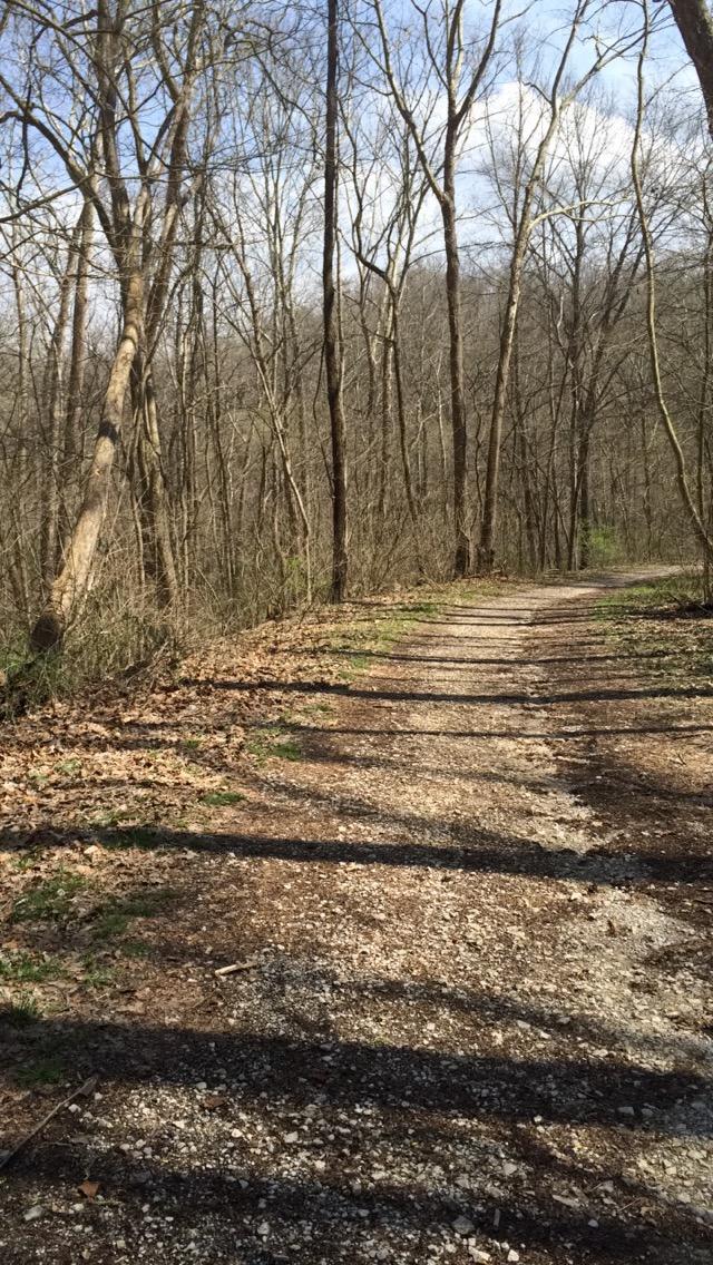 A winding gravel path through a forest, flanked by tall, bare trees and scattered leaves on the ground, under a blue sky with wispy clouds. Lost Valley mountain bike trail.