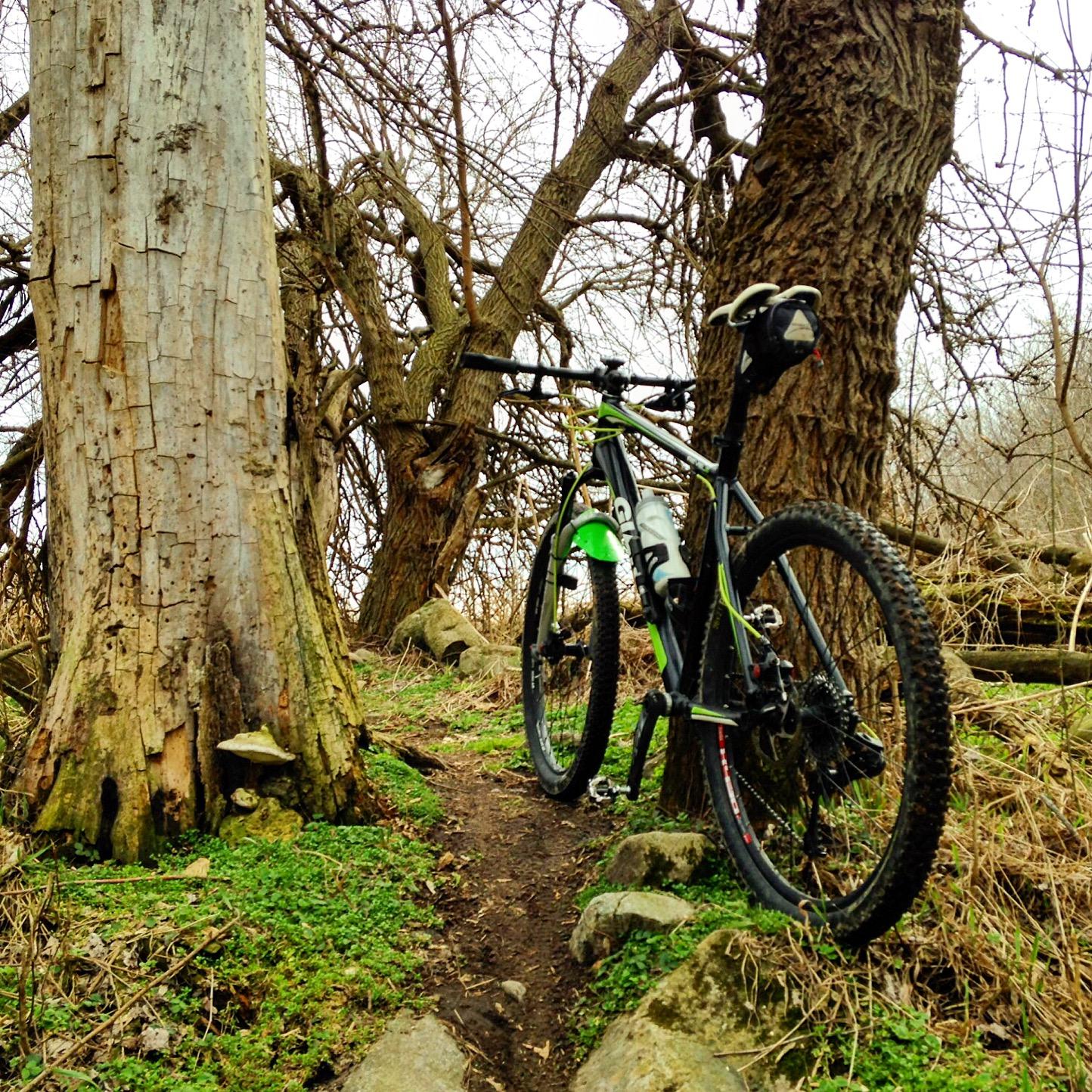 A mountain bike parked along a narrow dirt trail surrounded by trees and greenery. The scene features a weathered tree trunk on the left, with a rugged path leading through the natural landscape. The Dump mountain bike trail.