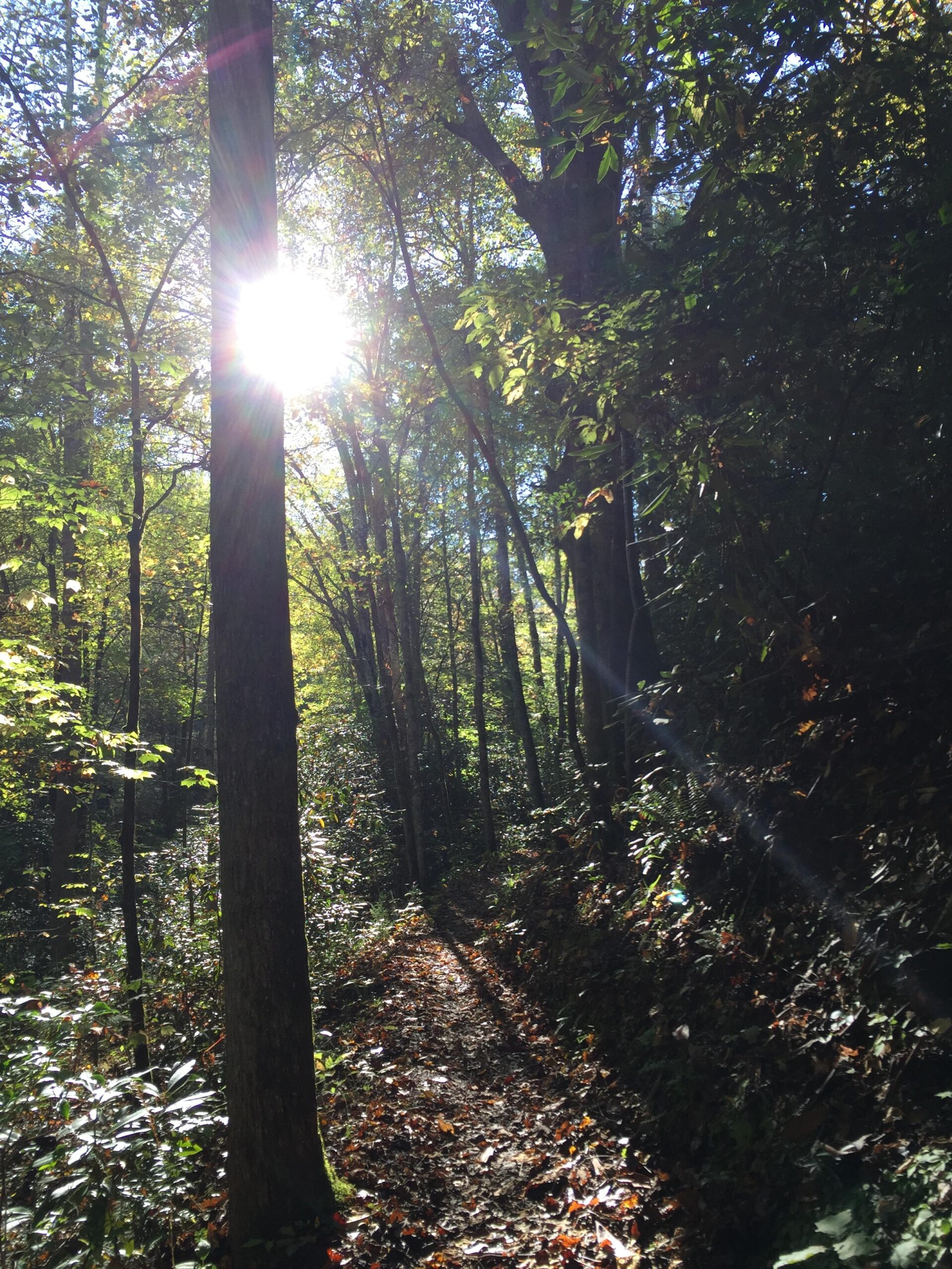 A sunlit forest path winding through trees, with rays of sunlight filtering through the leaves and casting dappled shadows on the ground. The scene captures the vibrant greens of foliage alongside fallen leaves, creating a peaceful and inviting atmosphere. Tsali Recreation Area mountain bike trail.