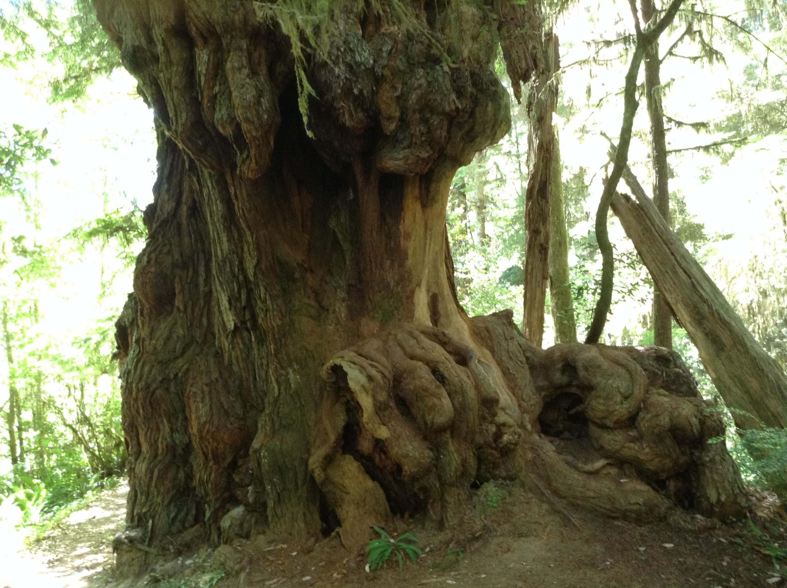 A large, gnarled tree trunk with thick, rough bark and intricate twists, surrounded by smaller trees and green foliage in a forest setting. Sunlight filters through the leaves, creating a dappled effect on the ground. Smith River Trails mountain bike trail.
