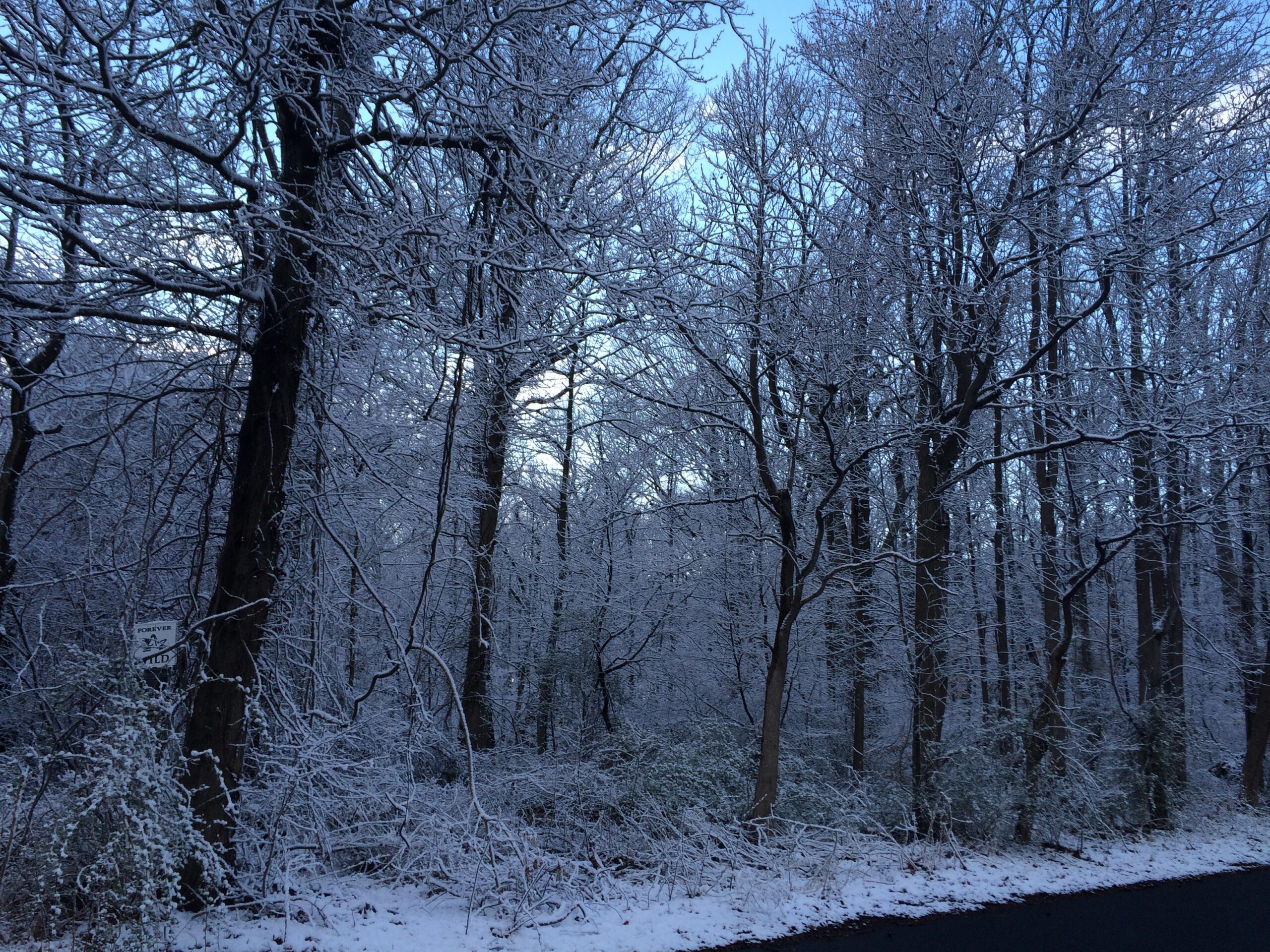 A serene winter landscape featuring bare trees covered in freshly fallen snow, with a light dusting of snow on the ground. The sky is clear, showcasing a soft blue hue. A sign can be seen partially obscured by snow, blending into the tranquil surroundings of the snowy forest. Trails seperated by streets mountain bike trail.