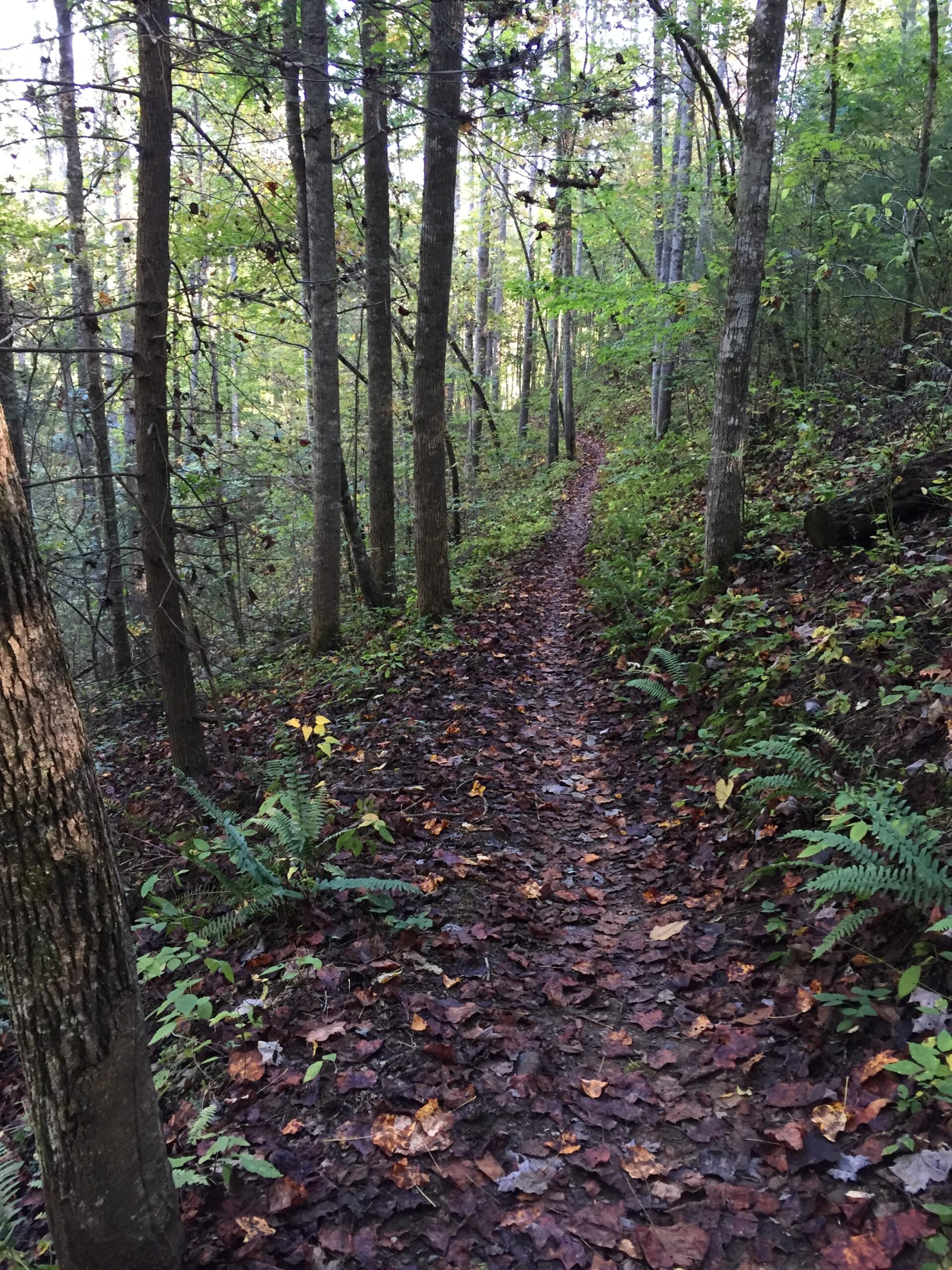A narrow dirt trail winding through a lush forest, surrounded by tall trees and ferns. The ground is covered with fallen leaves, creating a colorful carpet of browns and greens. Sunlight filters through the leaves, casting a gentle light on the path ahead. Tsali Recreation Area mountain bike trail.