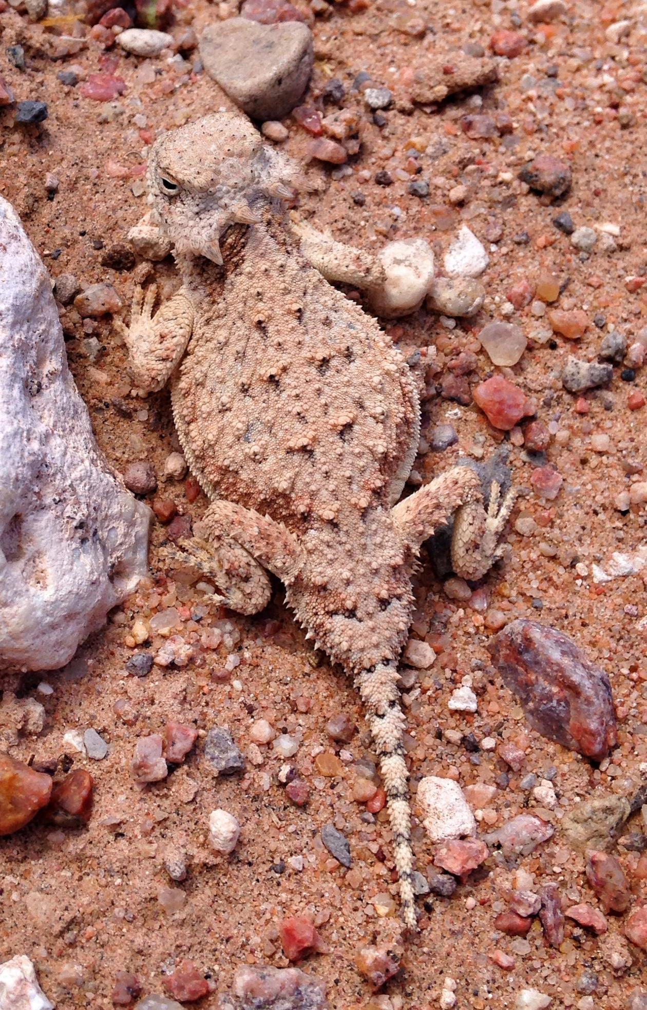 A small, camouflaged lizard resting on sandy ground, surrounded by pebbles and small rocks. Its skin is textured and spiky, with a light brown coloration that helps it blend into the environment. Fenceline Fatbike Trail mountain bike trail.