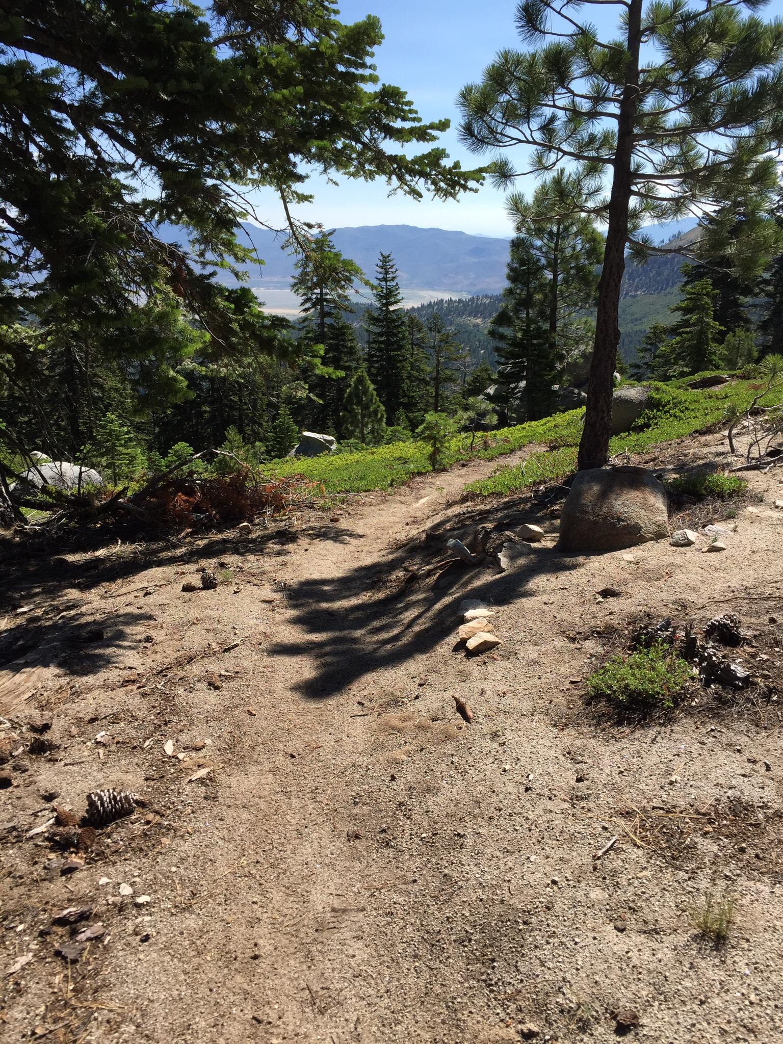 A sunlit dirt path winding through a forested area, bordered by greenery, rocks, and pinecones. In the background, mountains rise against a clear blue sky. Shadows cast by trees create a dappled effect on the ground. Tahoe Rim Trail: Tahoe Meadows to Tunnel Creek Road / Flume Trail mountain bike trail.