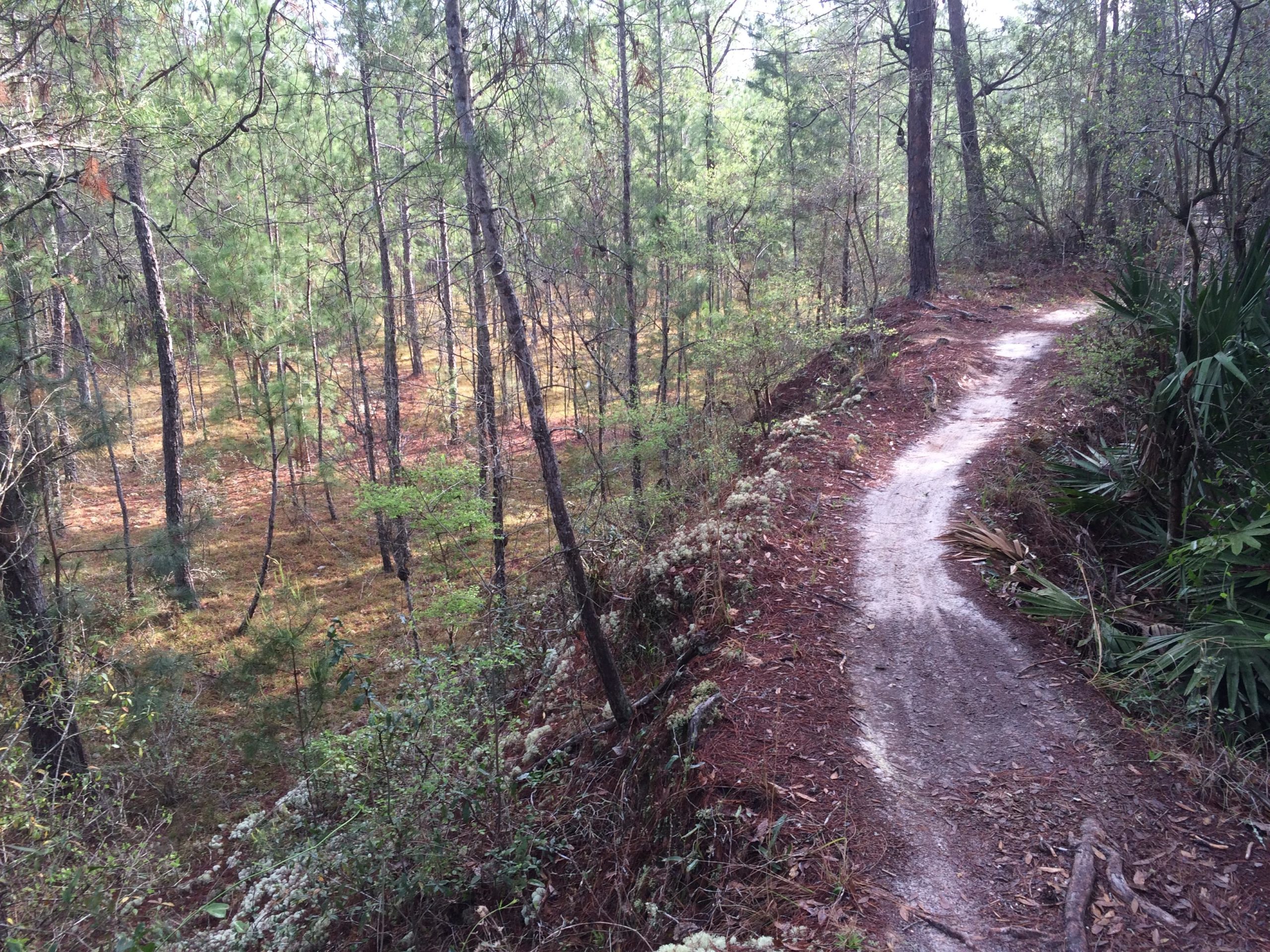 A winding dirt path through a forested area, surrounded by tall pine trees and lush greenery. The trail is slightly elevated, with patches of sunlight filtering through the tree canopy, illuminating the forest floor covered in leaves and underbrush. Nayles Trail mountain bike trail.