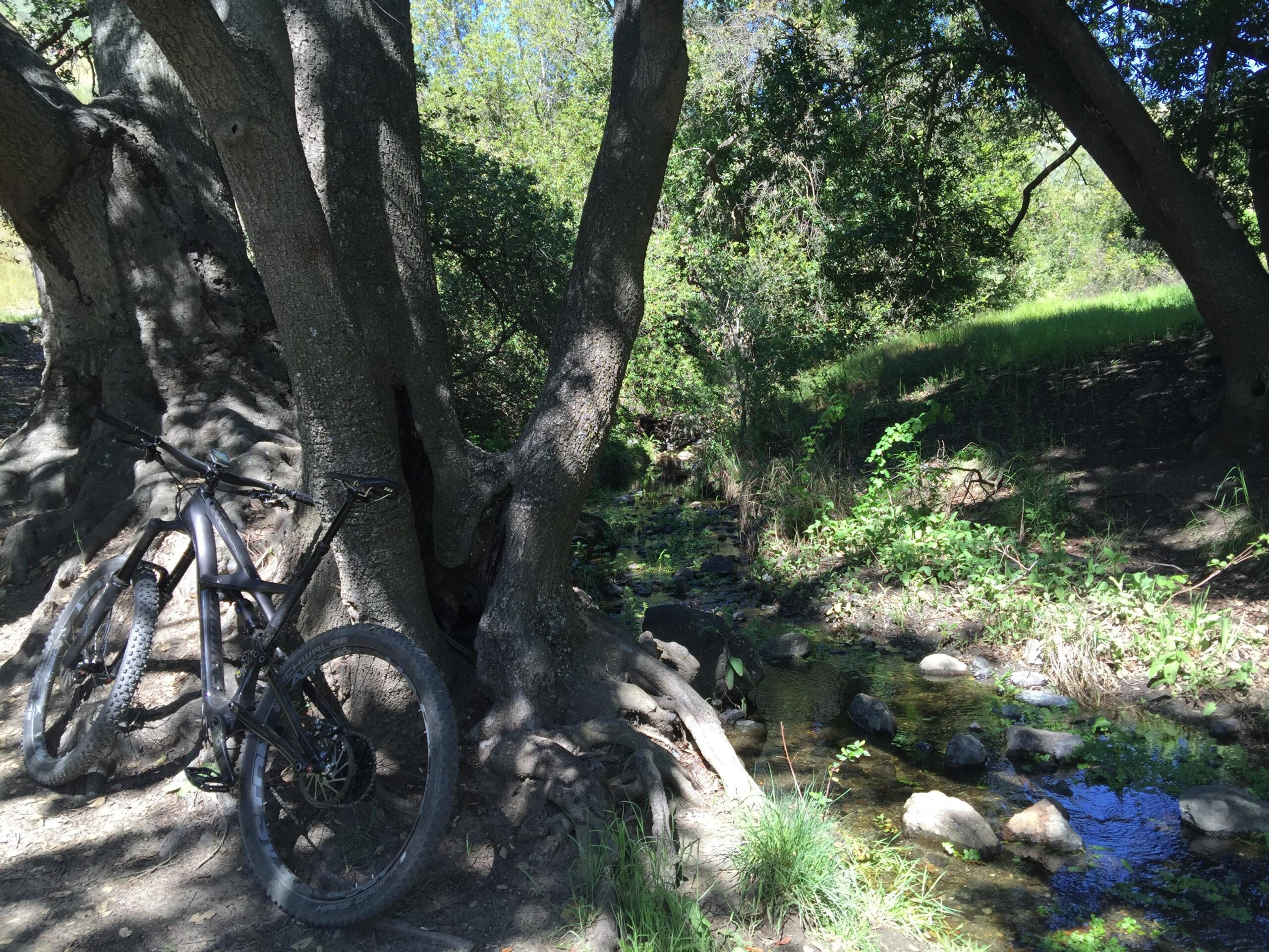 Specialized Enduro S-Works 650b: A mountain bike leaned against a large tree near a small, gently flowing stream surrounded by greenery. Sunlight filters through the trees, illuminating the natural landscape.