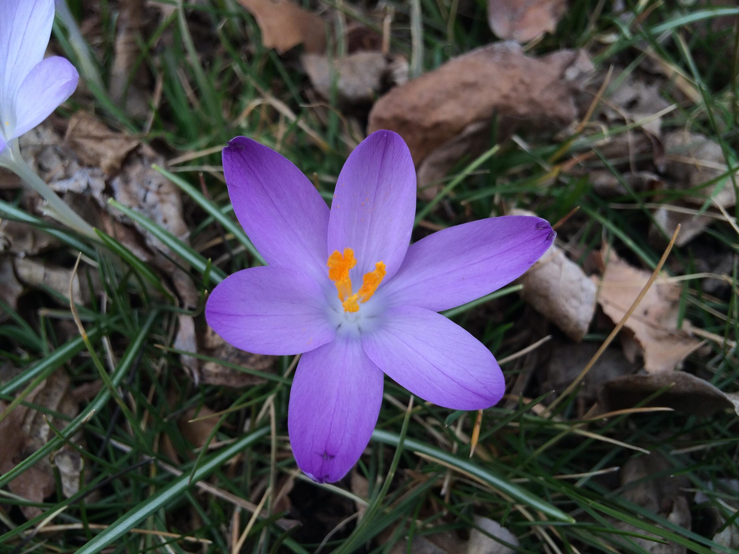 A close-up view of a purple crocus flower with six petals, featuring a bright orange center, surrounded by green grass and dried leaves. Ringwood Skylands Manor mountain bike trail.